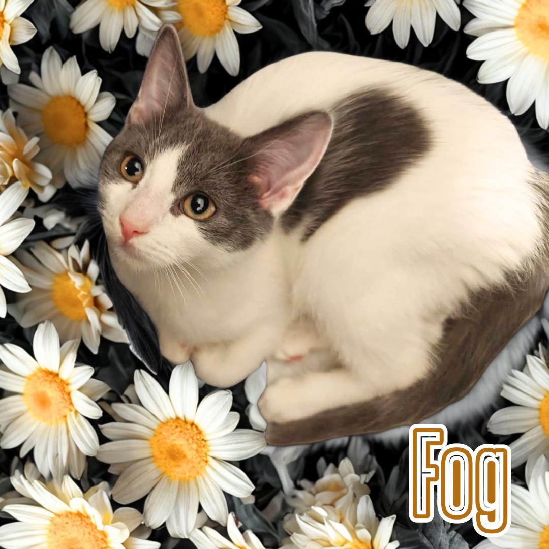 Haze & Fog - Sweetest Sisters, an adopted Domestic Short Hair in Forest Hills, NY image 3/6