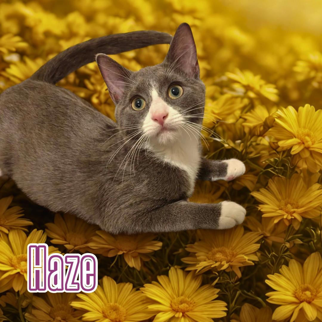 Haze & Fog - Sweetest Sisters, an adopted Domestic Short Hair in Forest Hills, NY image 4/6