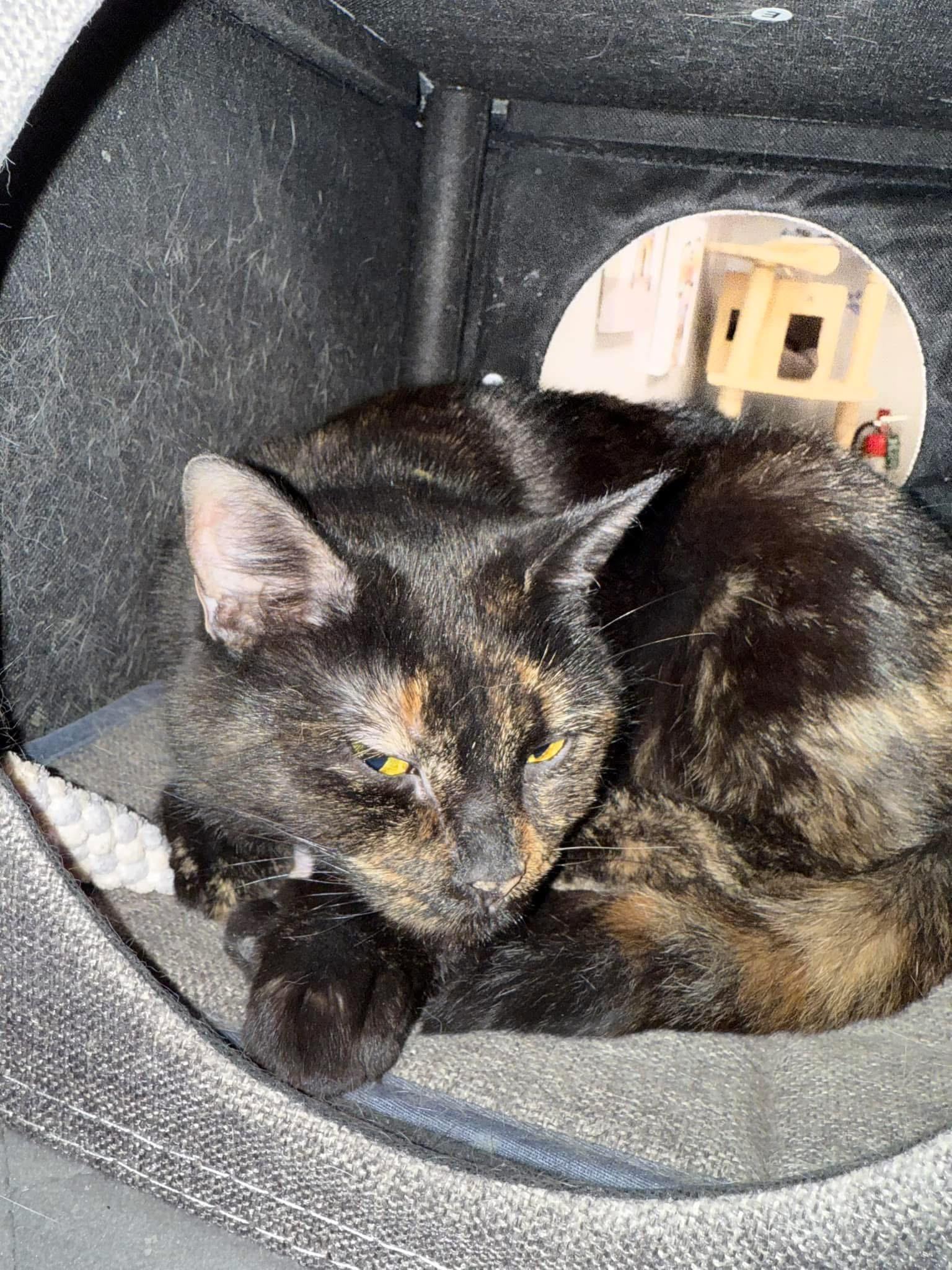 Pyscho, Adult Female Domestic Short Hair