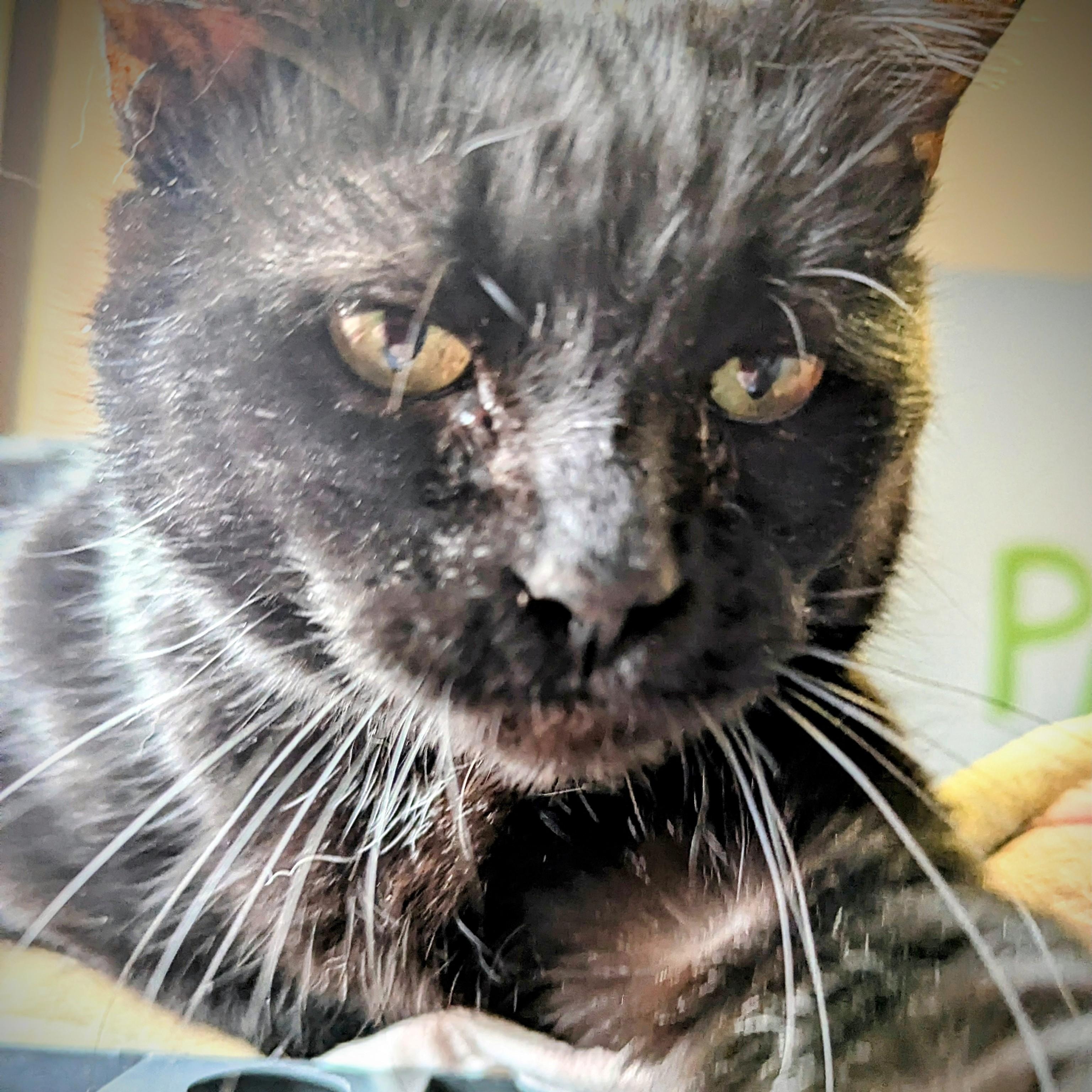 Frenzy, Adoptable, Adult Female Domestic Short Hair.