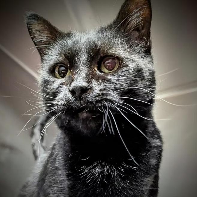 Enlarge Frenzy, a Adoptable mixed breed in Valley Falls, KS image 2/4