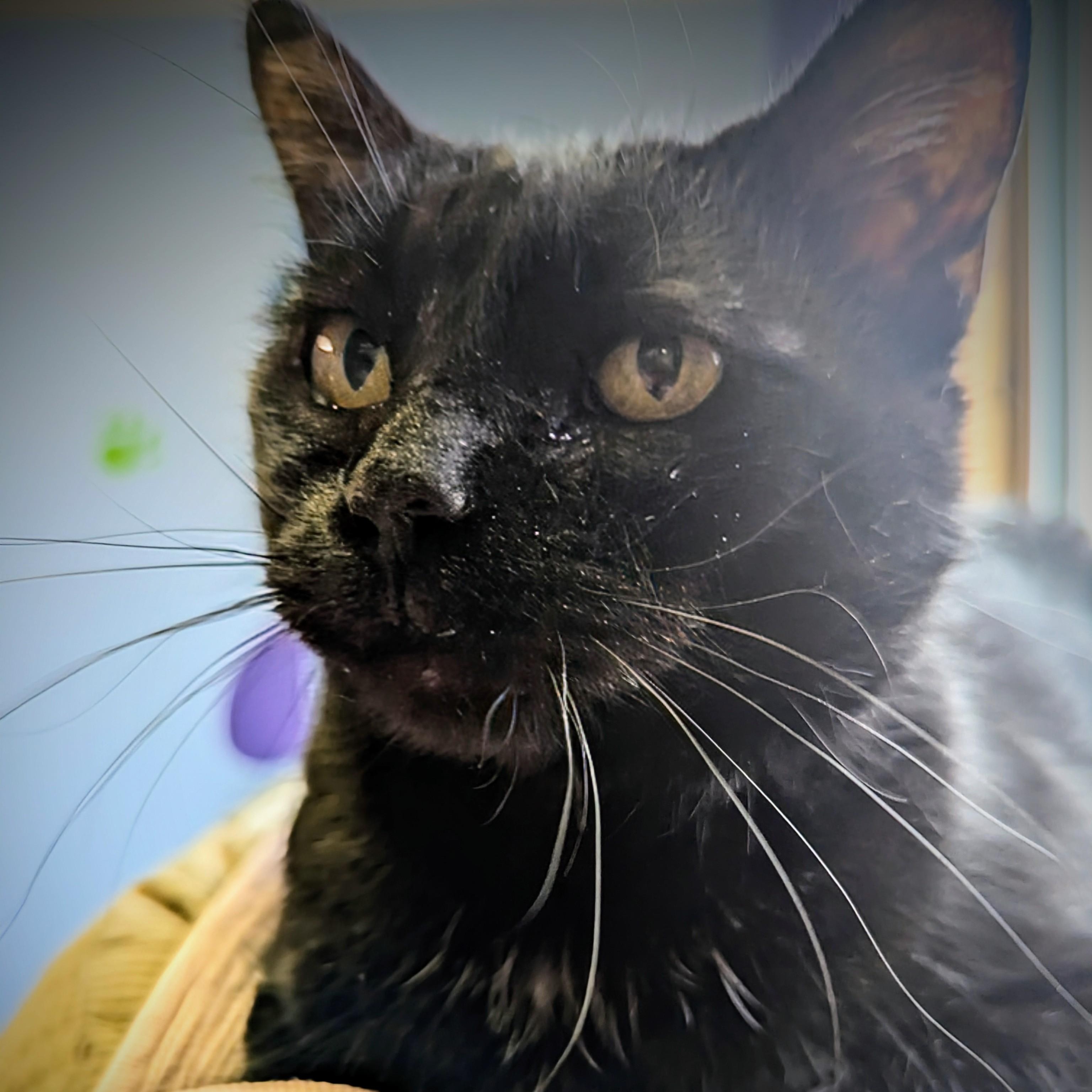 Enlarge Frenzy, a Adoptable mixed breed in Valley Falls, KS image 3/4