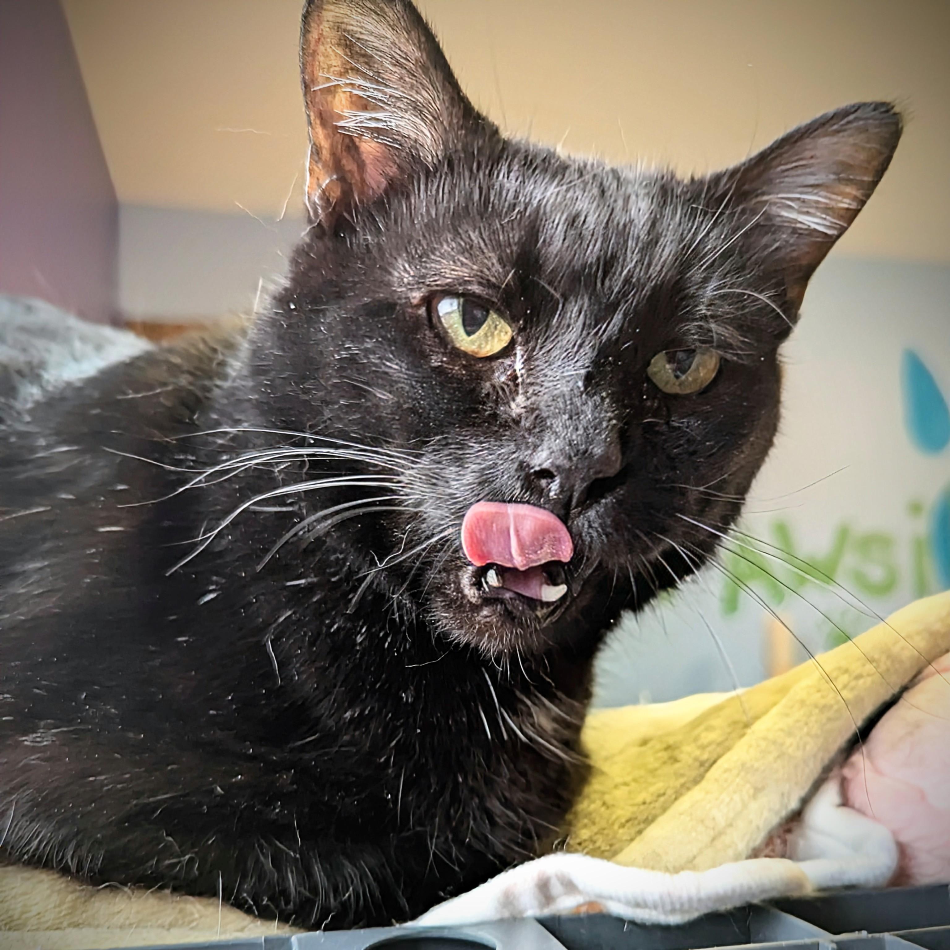 Enlarge Frenzy, a Adoptable mixed breed in Valley Falls, KS image 4/4