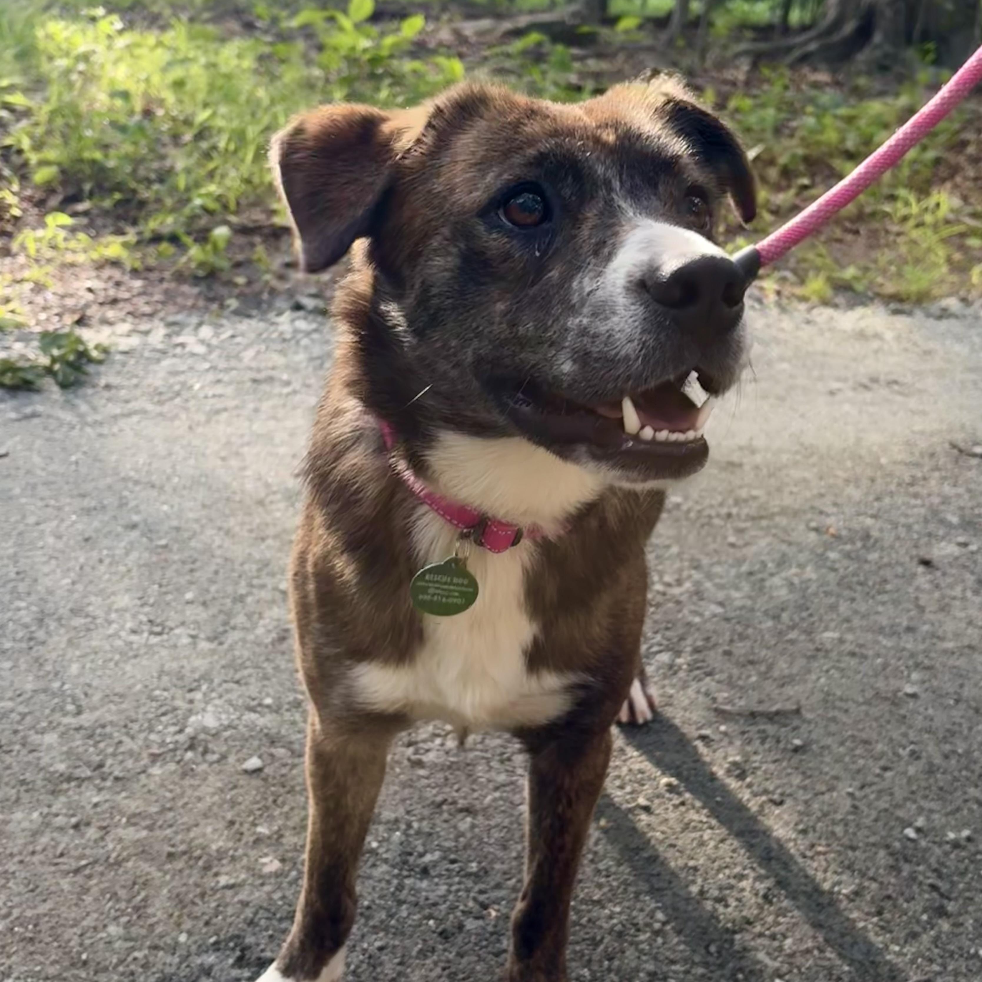 Lola, a ADOPTABLE mixed breed in South Plainfield, NJ image 6/6