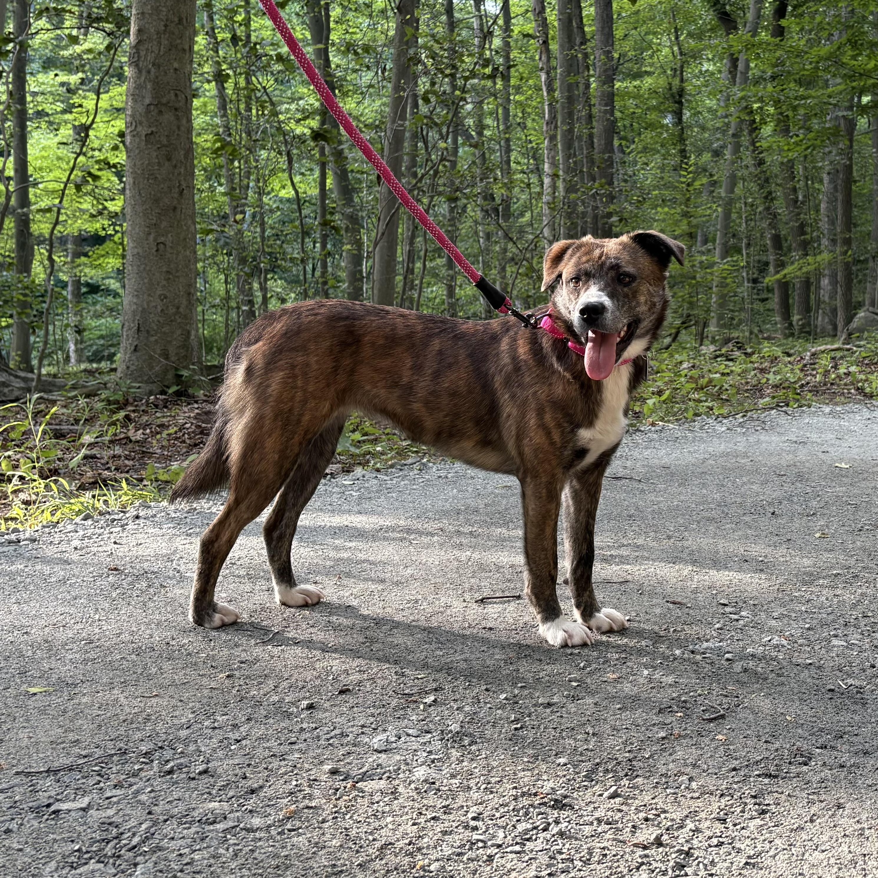 Lola, a ADOPTABLE mixed breed in South Plainfield, NJ image 2/6