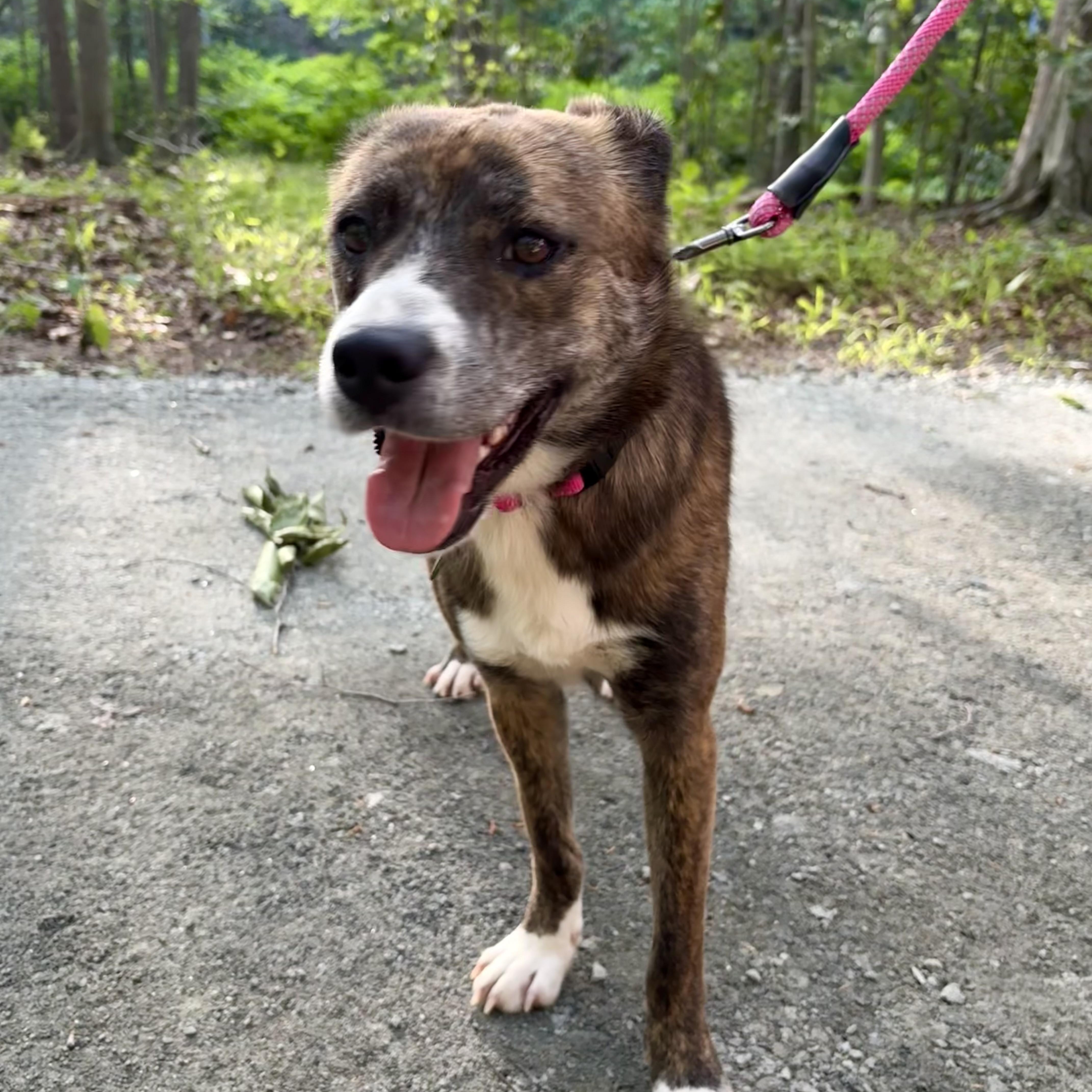 Lola, a ADOPTABLE mixed breed in South Plainfield, NJ image 4/6