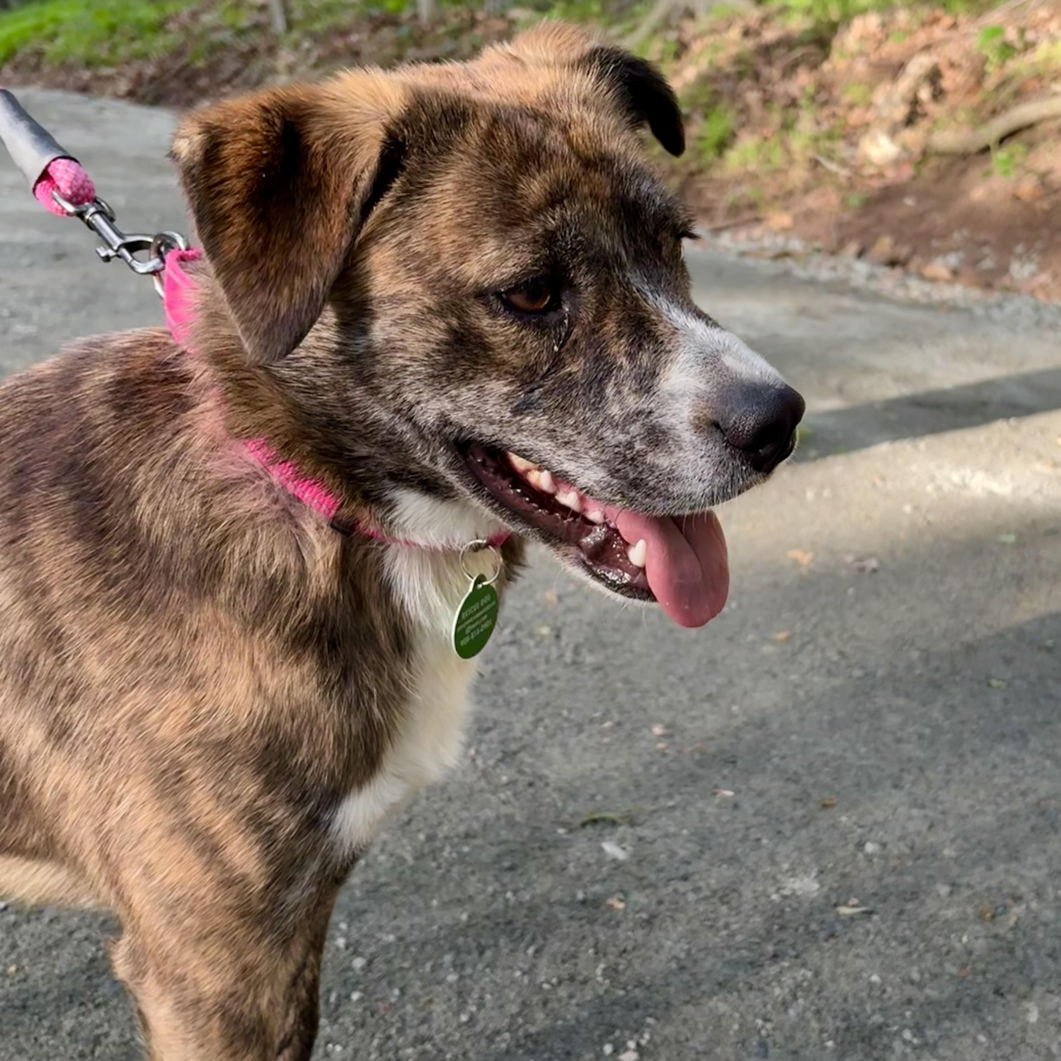 Lola, a ADOPTABLE mixed breed in South Plainfield, NJ image 5/6