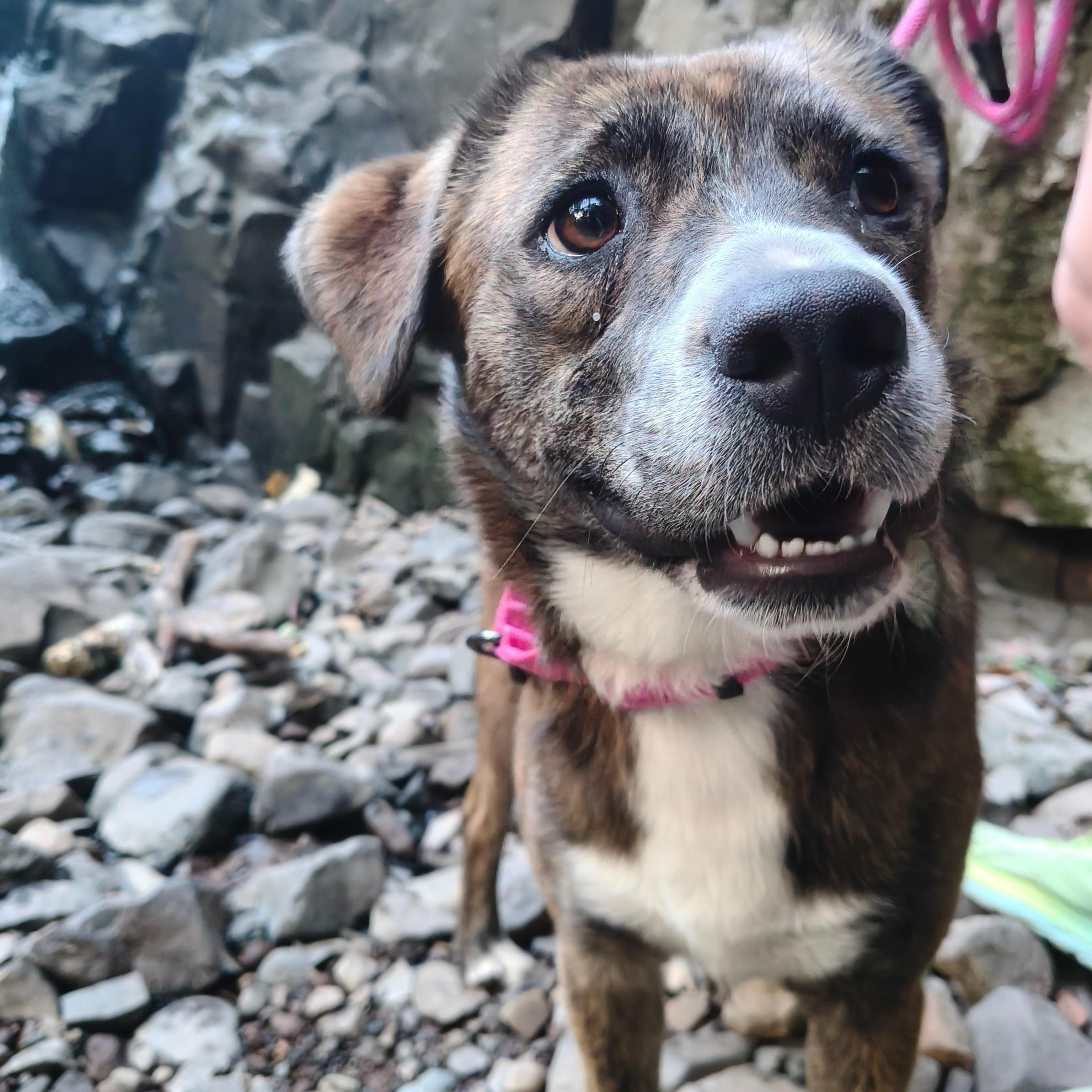 Lola, ADOPTABLE, Young Female Shepherd & Hound.
