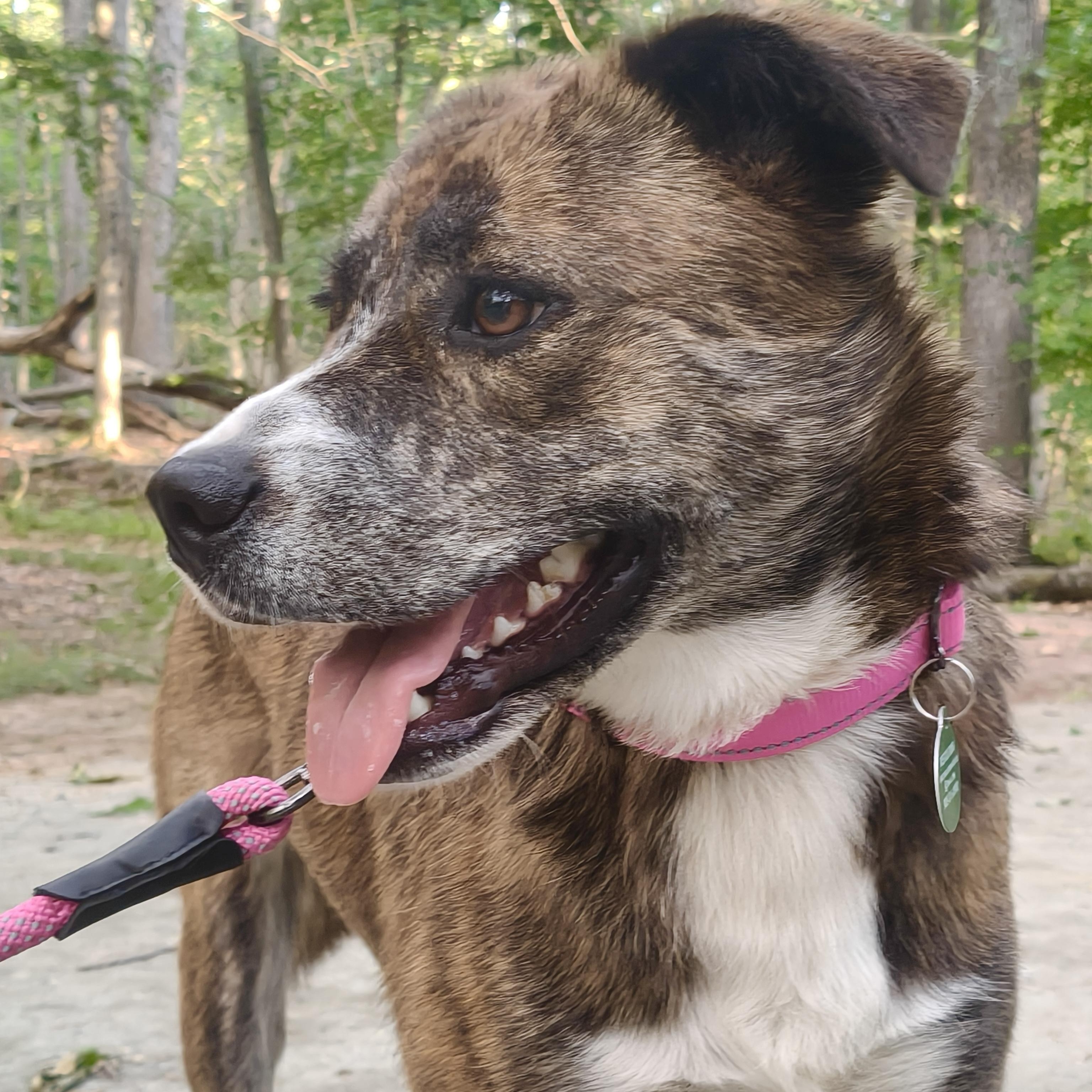 Lola, a ADOPTABLE mixed breed in South Plainfield, NJ image 3/6