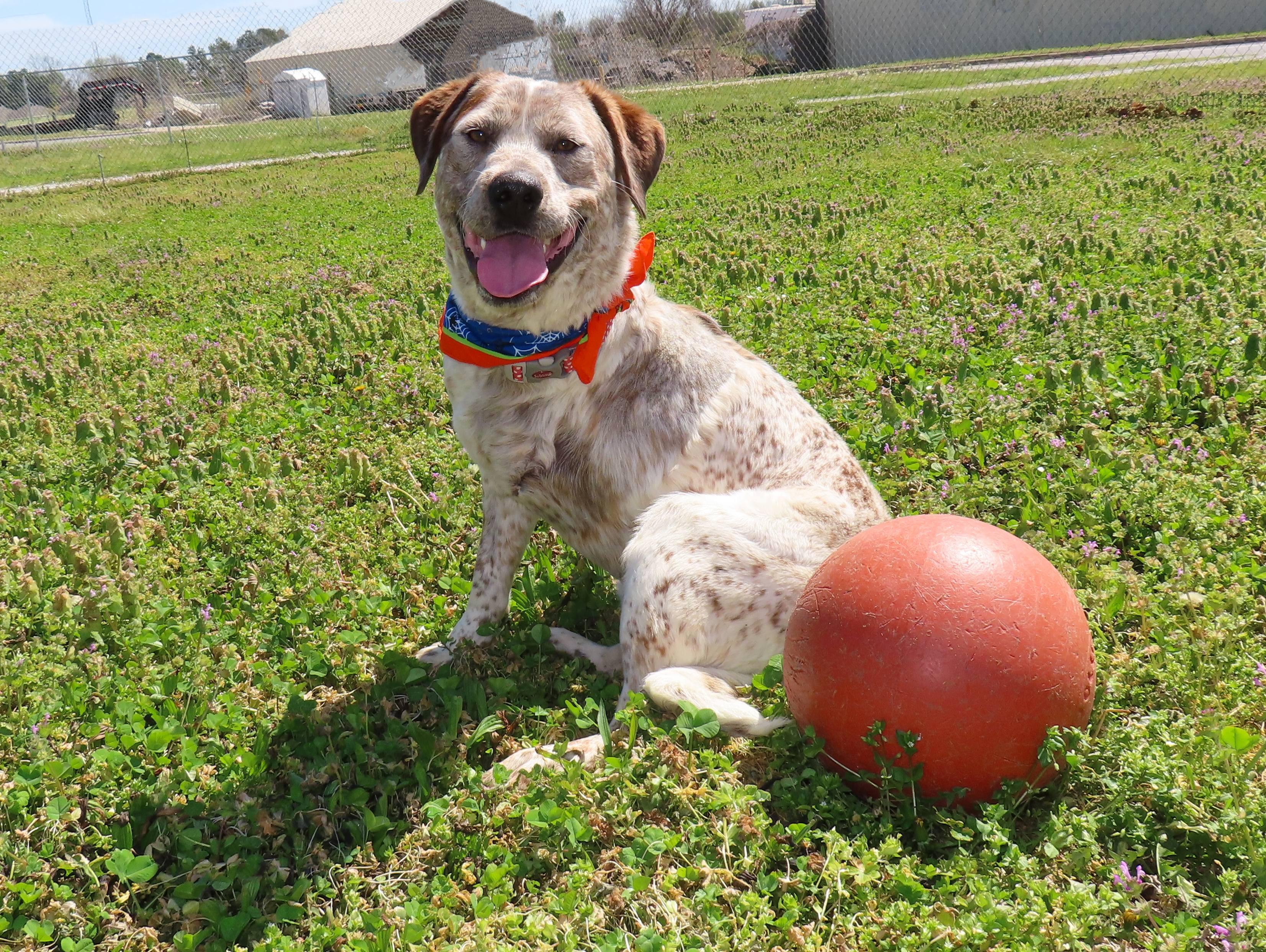 Enlarge Flat Stanley  25C-346, a ADOPTABLE mixed breed in Rogers, AR image 3/5
