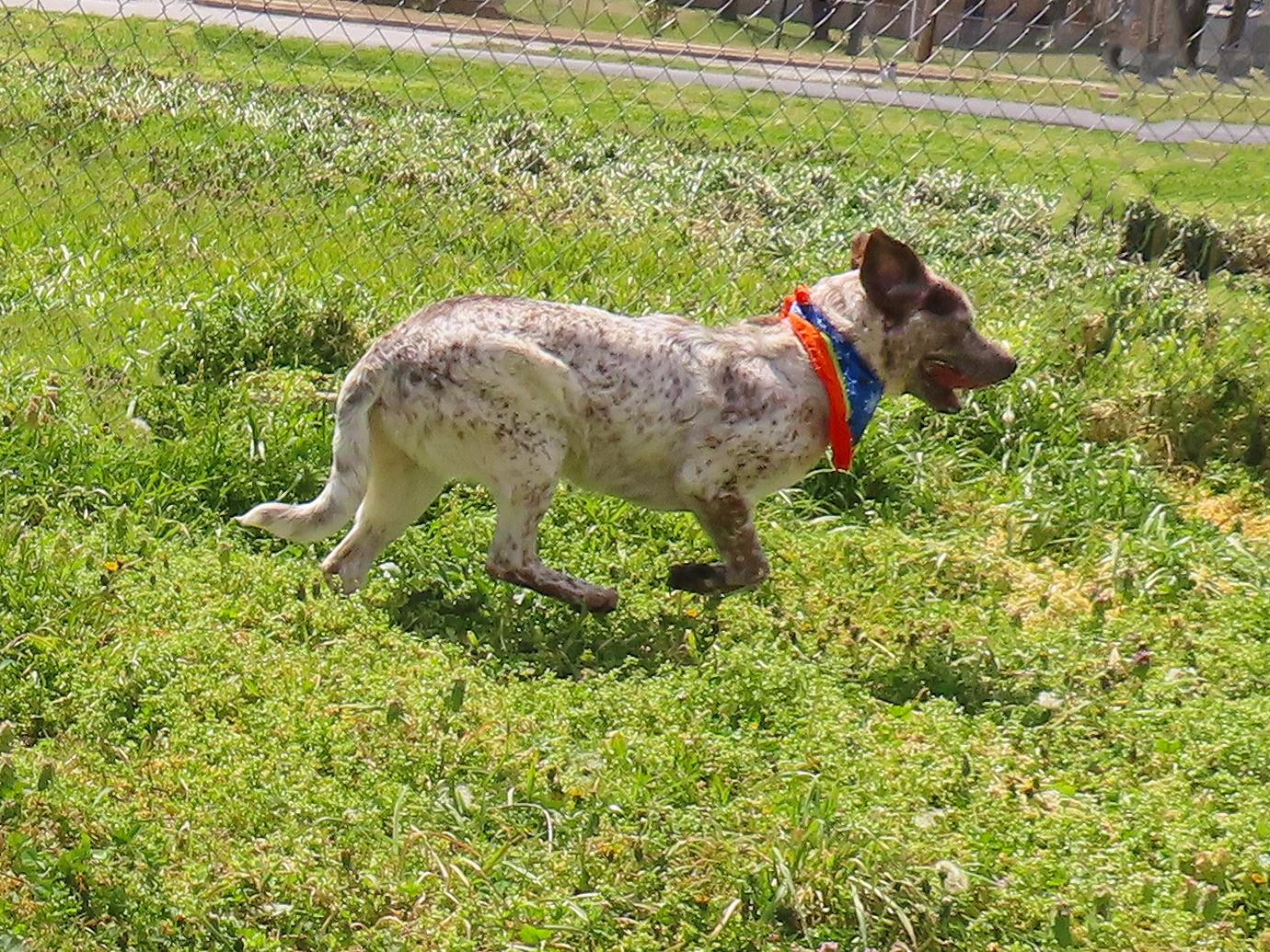 Enlarge Flat Stanley  25C-346, a ADOPTABLE mixed breed in Rogers, AR image 4/5
