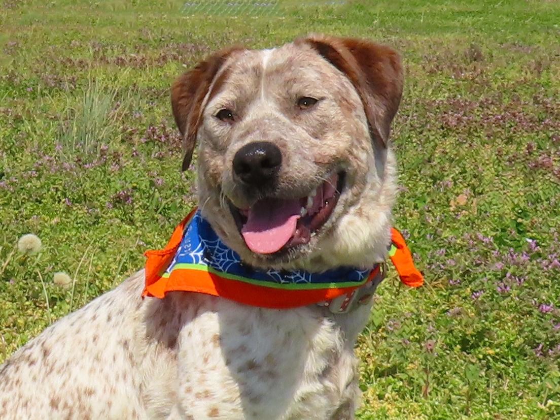 Enlarge Flat Stanley  25C-346, a ADOPTABLE mixed breed in Rogers, AR image 1/5