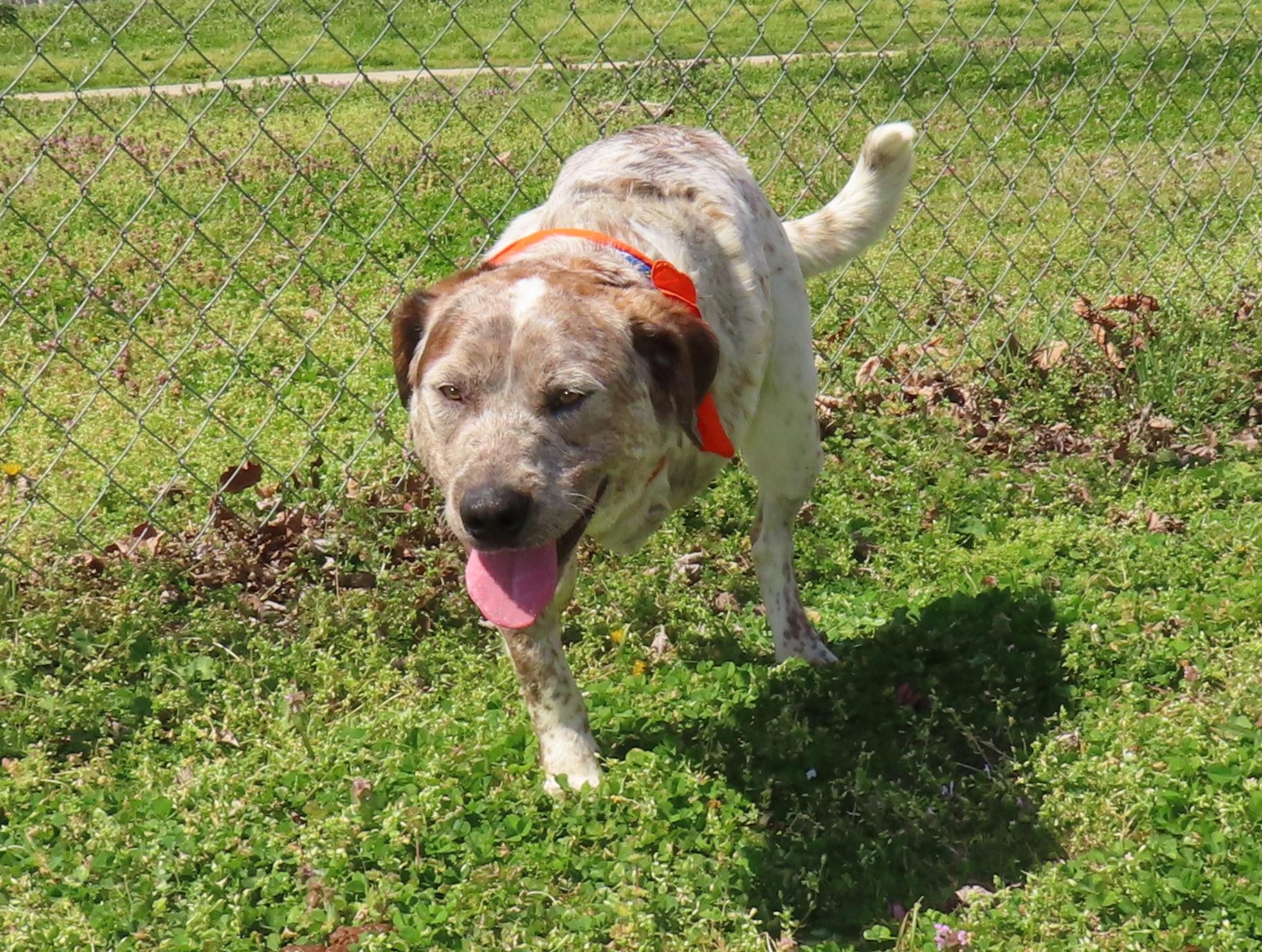 Enlarge Flat Stanley  25C-346, a ADOPTABLE mixed breed in Rogers, AR image 2/5