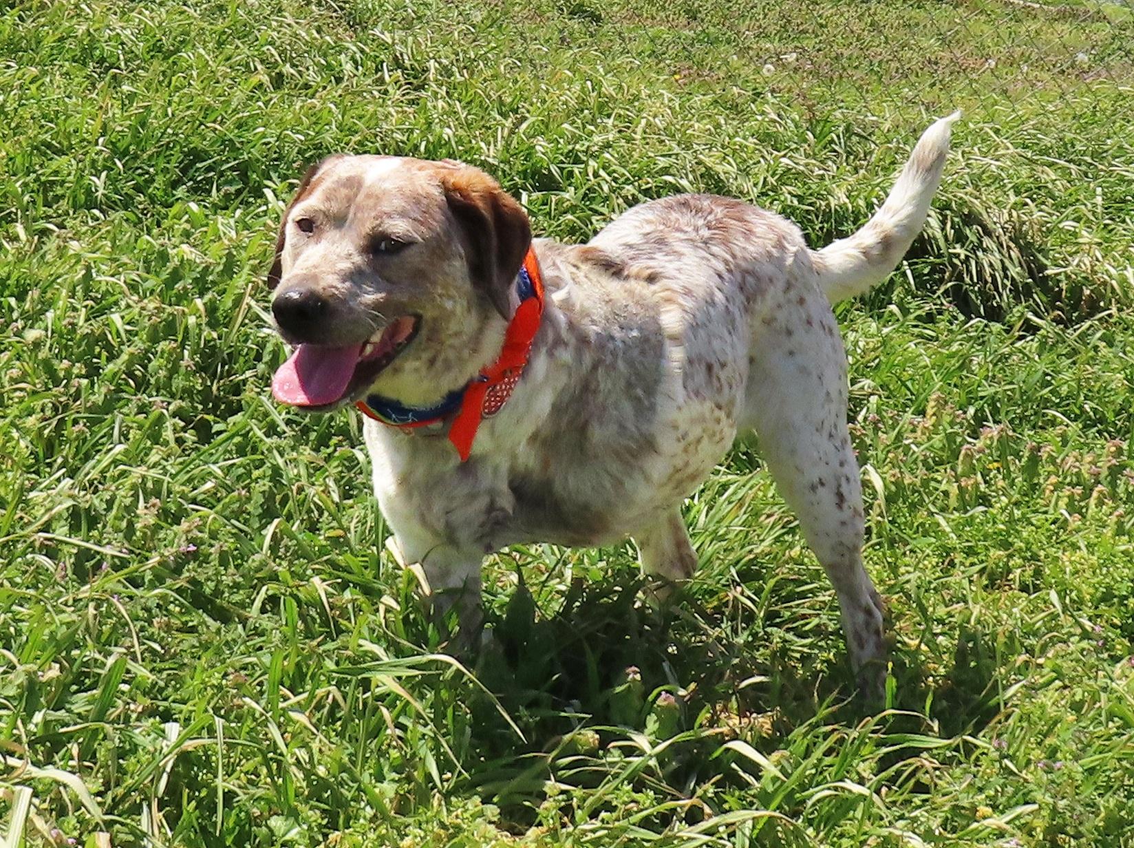 Enlarge Flat Stanley  25C-346, a ADOPTABLE mixed breed in Rogers, AR image 5/5