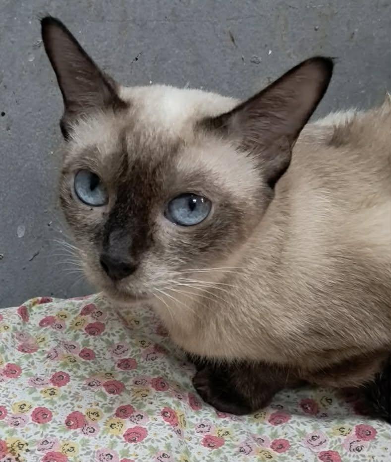 Ashley and Luna (Siamese), ADOPTABLE, Young Female Siamese.