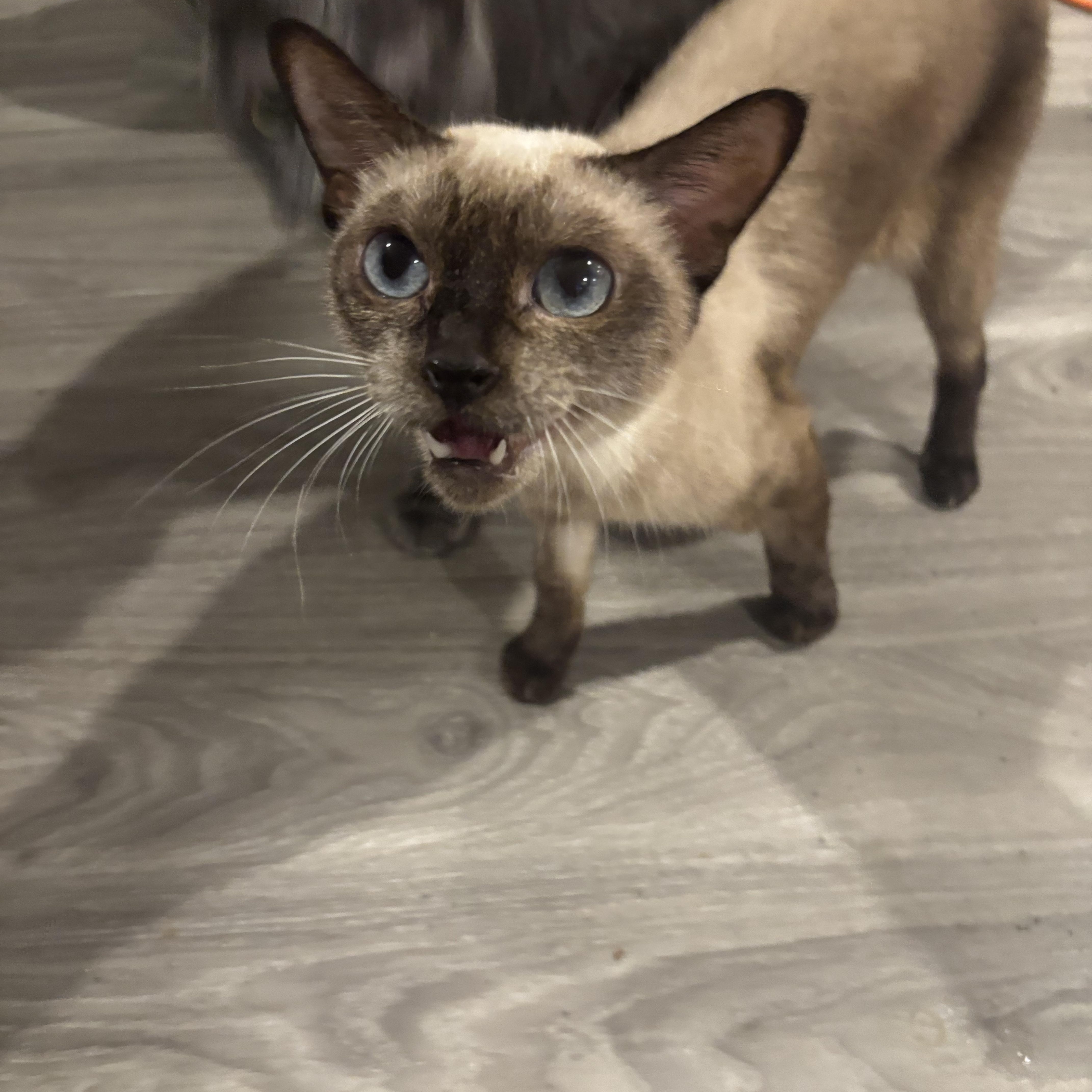Enlarge Ashley and Luna (Siamese), a ADOPTABLE Siamese in Fairfax, VA image 2/6
