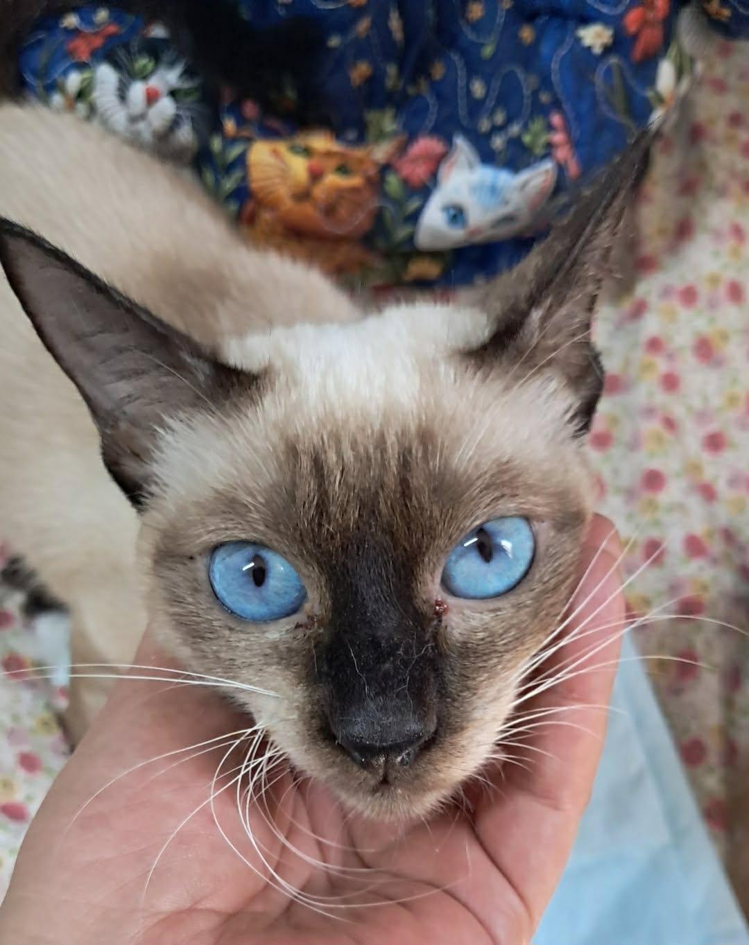 Enlarge Ashley and Luna (Siamese), a ADOPTABLE Siamese in Fairfax, VA image 4/6