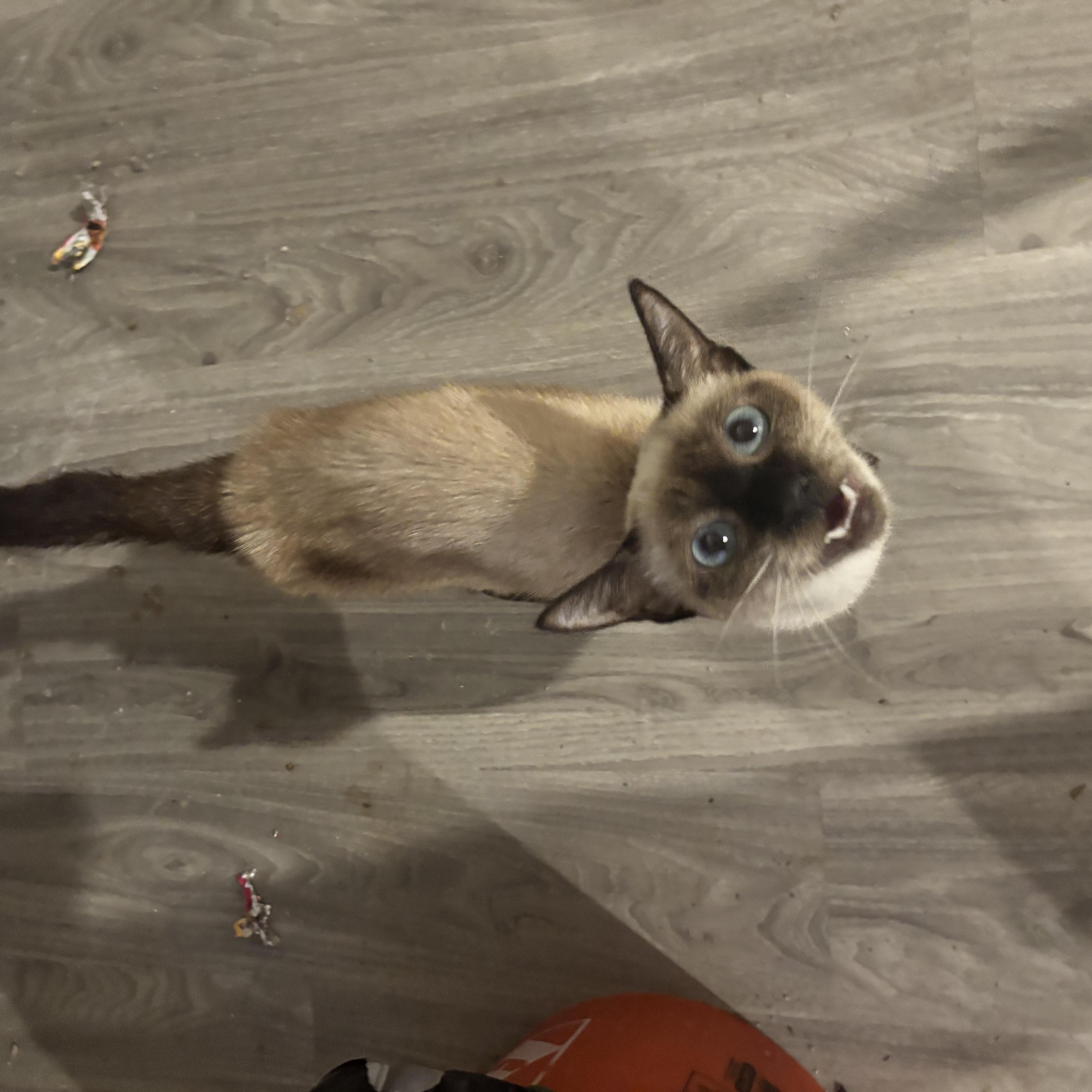 Enlarge Ashley and Luna (Siamese), a ADOPTABLE Siamese in Fairfax, VA image 5/6