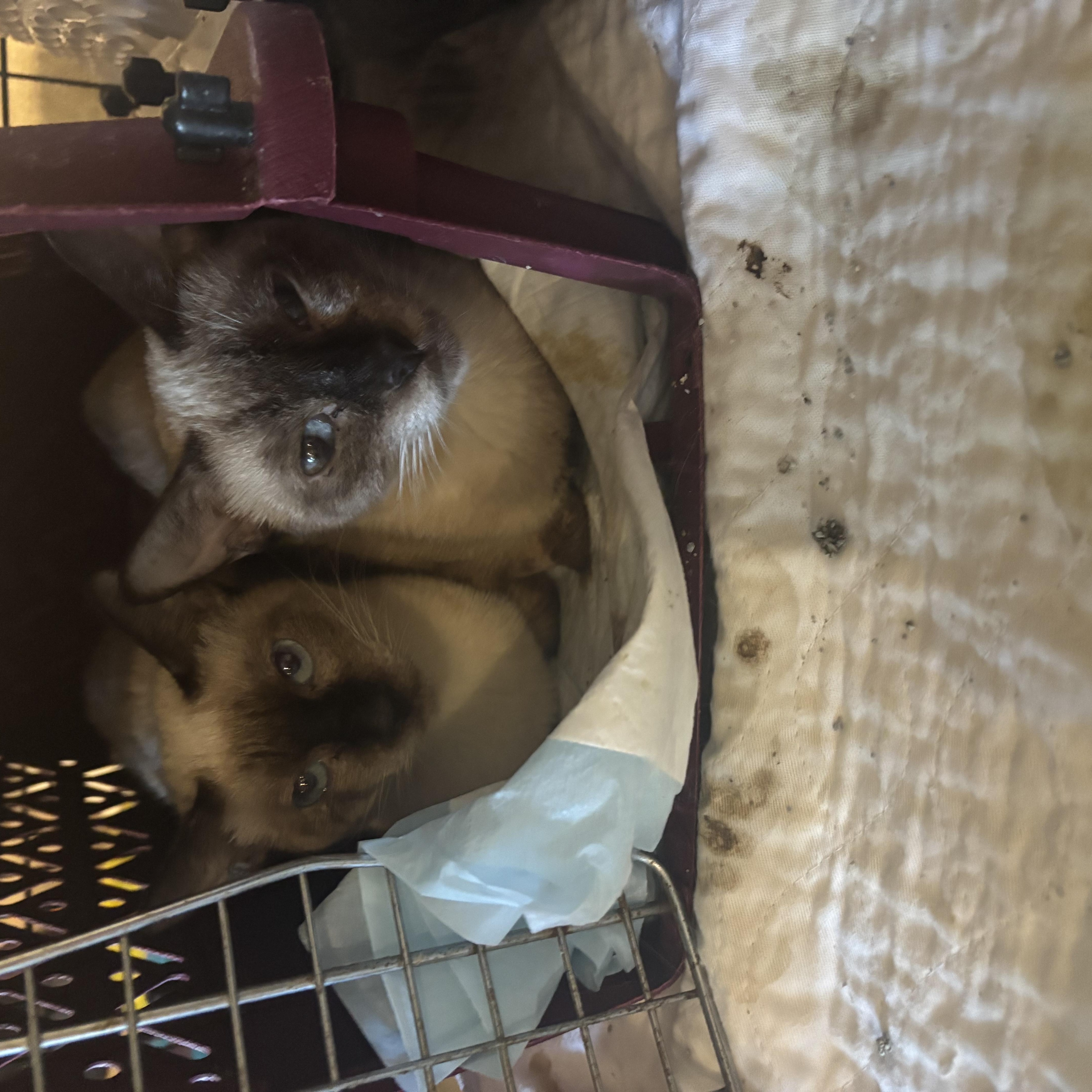 Enlarge Ashley and Luna (Siamese), a ADOPTABLE Siamese in Fairfax, VA image 3/6