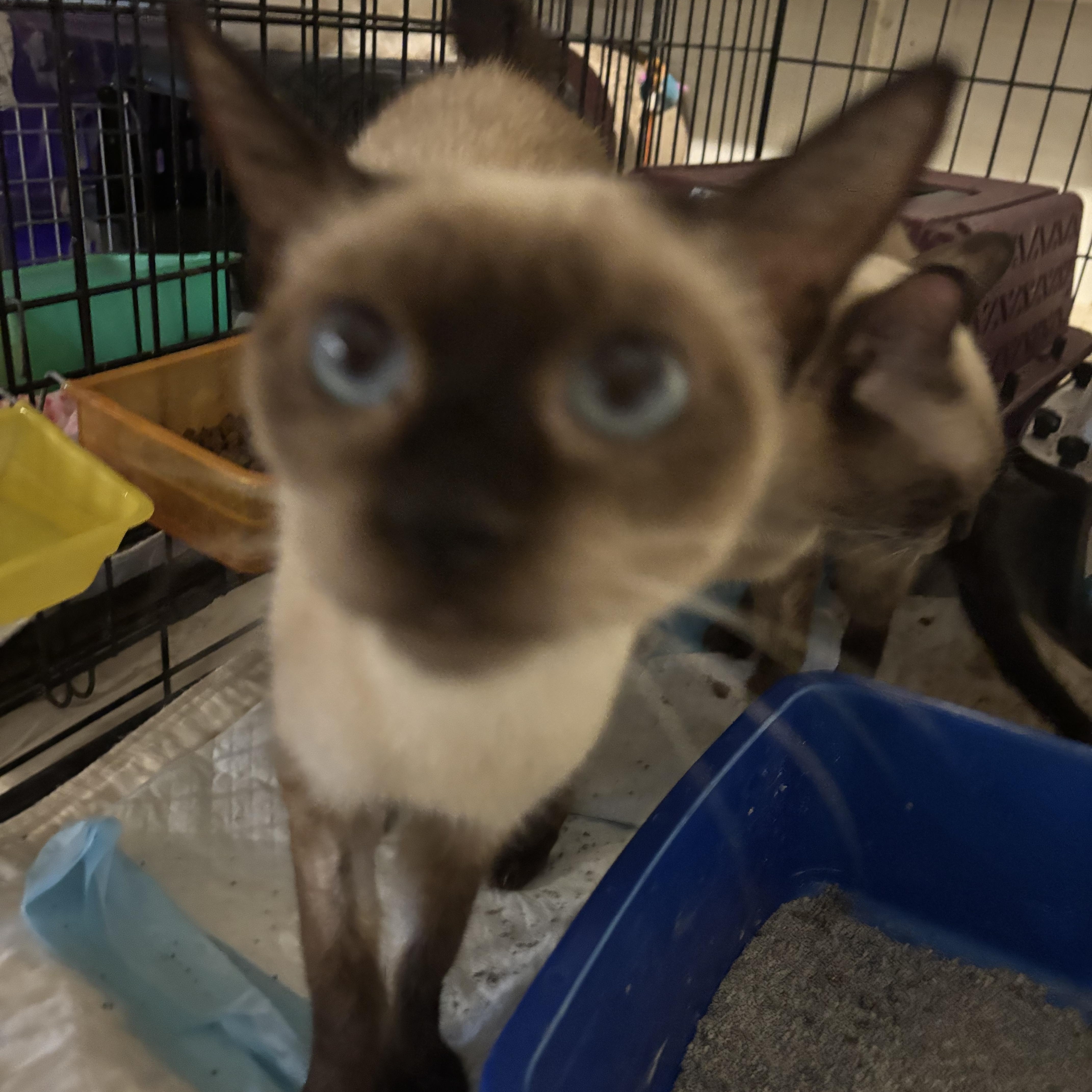Enlarge Ashley and Luna (Siamese), a ADOPTABLE Siamese in Fairfax, VA image 6/6