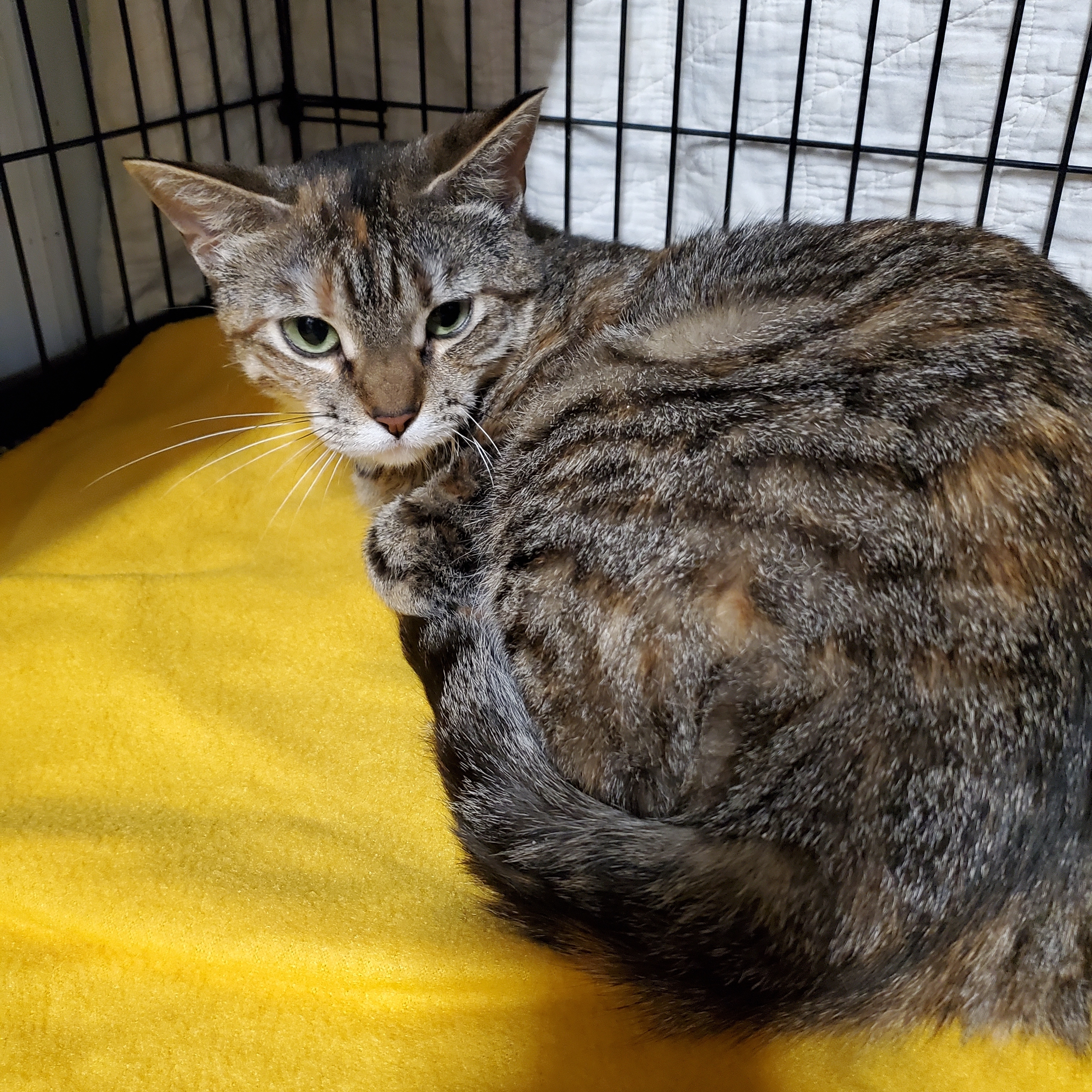 Ramona, a Adoptable Domestic Short Hair in Marseilles, IL image 2/3