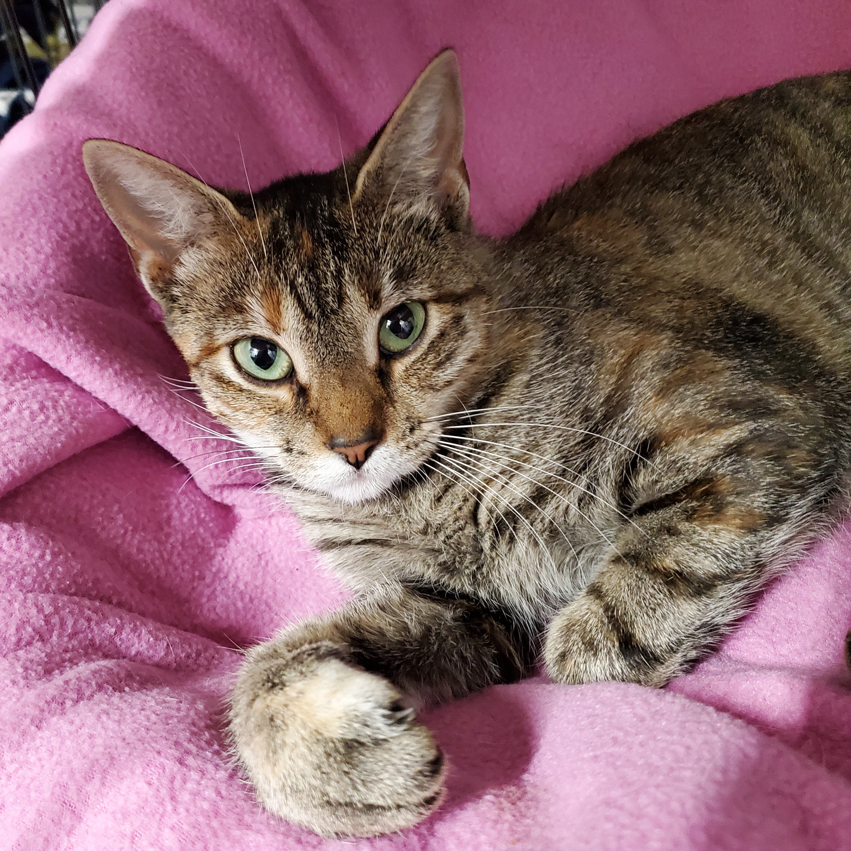 Ramona, a Adoptable Domestic Short Hair in Marseilles, IL image 3/3