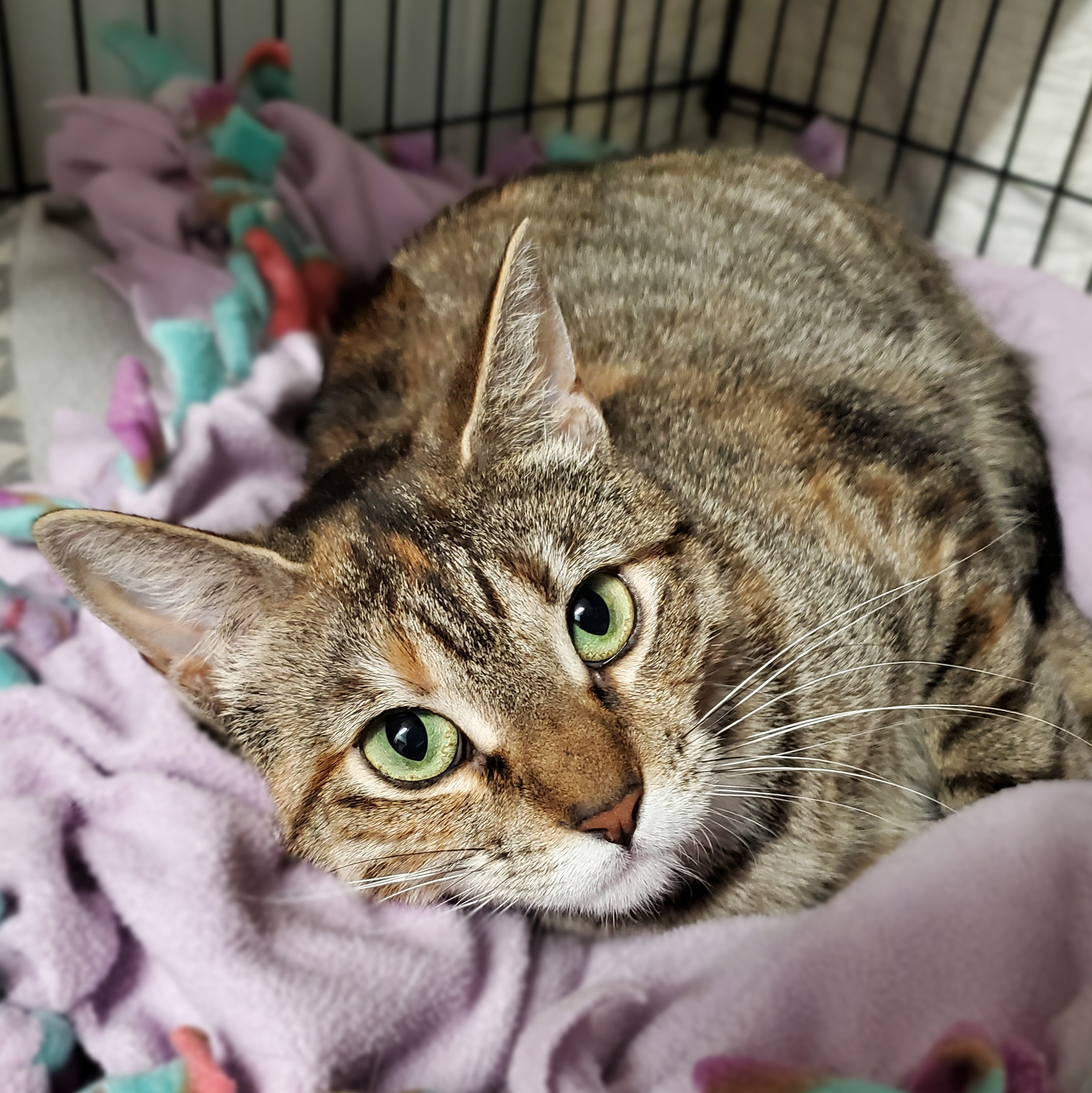 Ramona, a Adoptable Domestic Short Hair in Marseilles, IL image 1/3