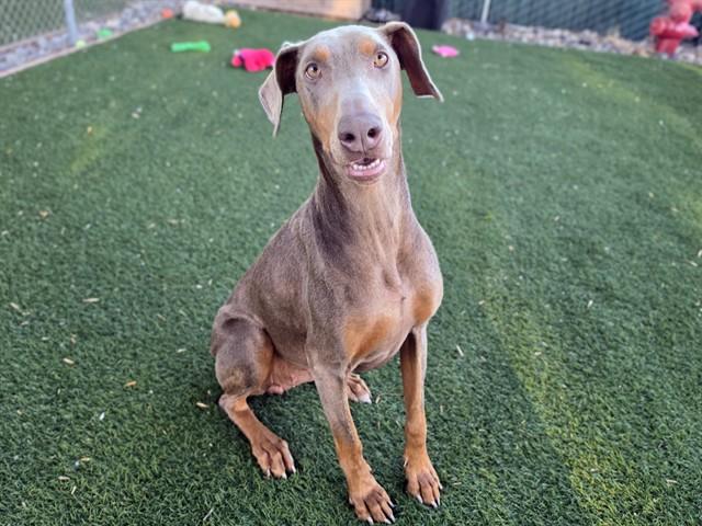SCARLET, Adoptable, Adult Female Doberman Pinscher & Weimaraner.
