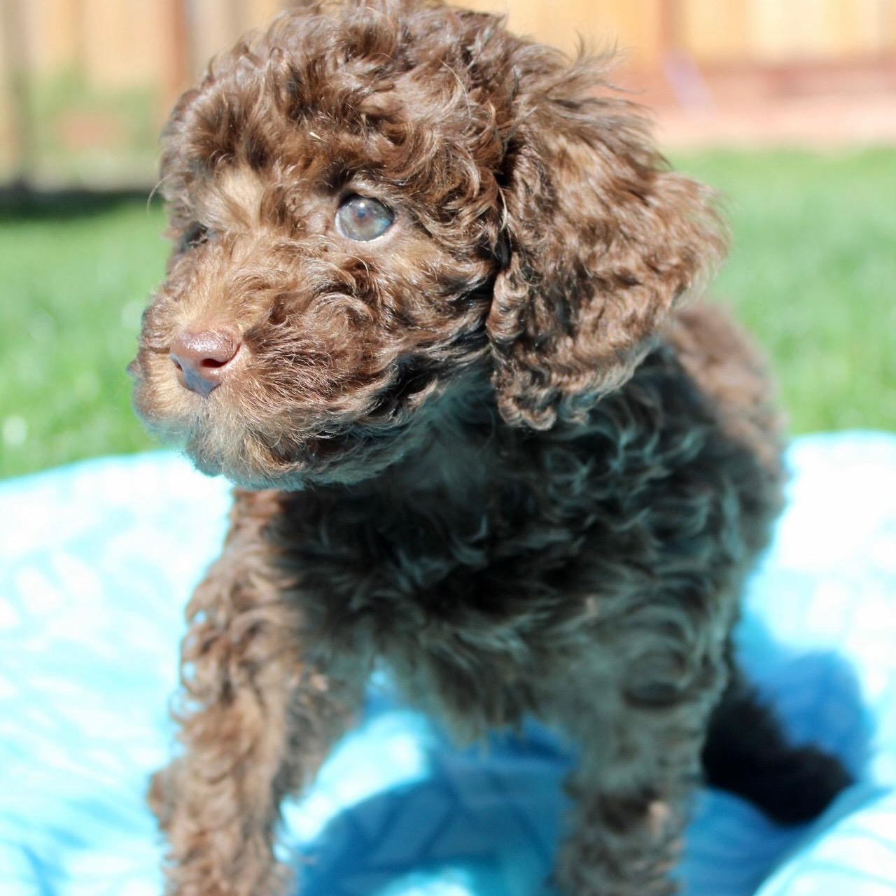 Enlarge Mr. Fluffy Fudge, a ADOPTABLE Miniature Poodle in Ridgefield, WA image 2/4