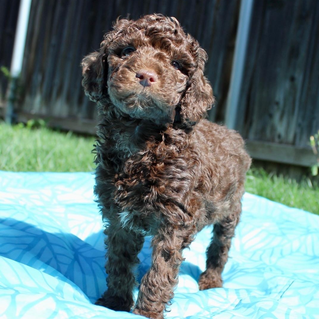 Enlarge Mr. Fluffy Fudge, a ADOPTABLE Miniature Poodle in Ridgefield, WA image 1/4