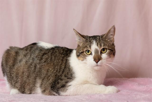 Enlarge KATSUKI, a Adoptable Domestic Short Hair in Ames, IA image 1/1