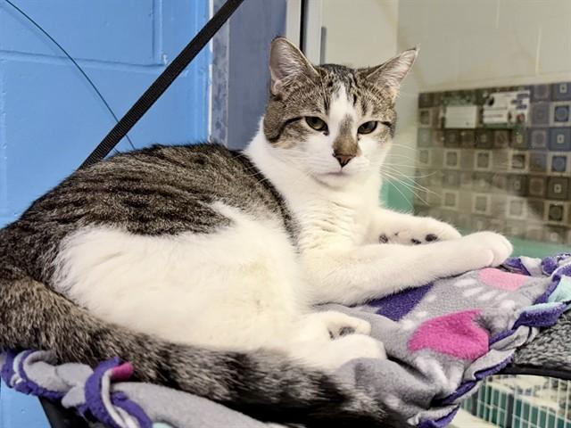 Enlarge KATSUKI, a Adoptable Domestic Short Hair in Ames, IA image 1/1