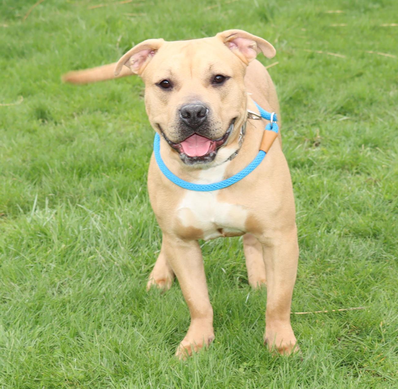 Enlarge Lord Ribeye III, a ADOPTABLE mixed breed in Euclid, OH image 2/6