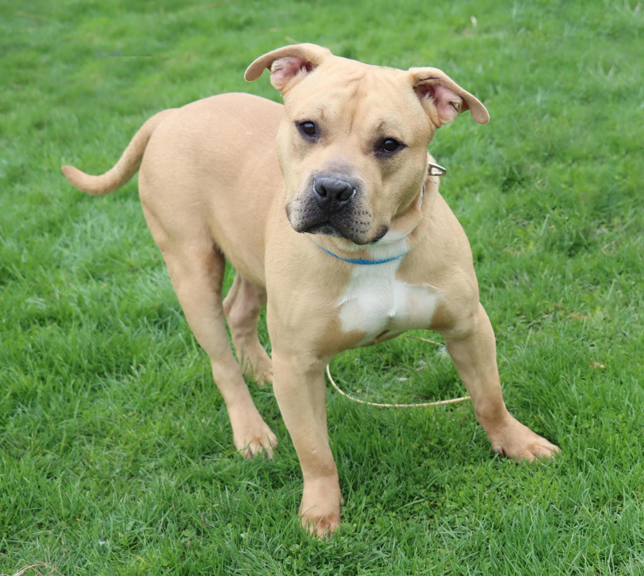 Enlarge Lord Ribeye III, a ADOPTABLE mixed breed in Euclid, OH image 3/6