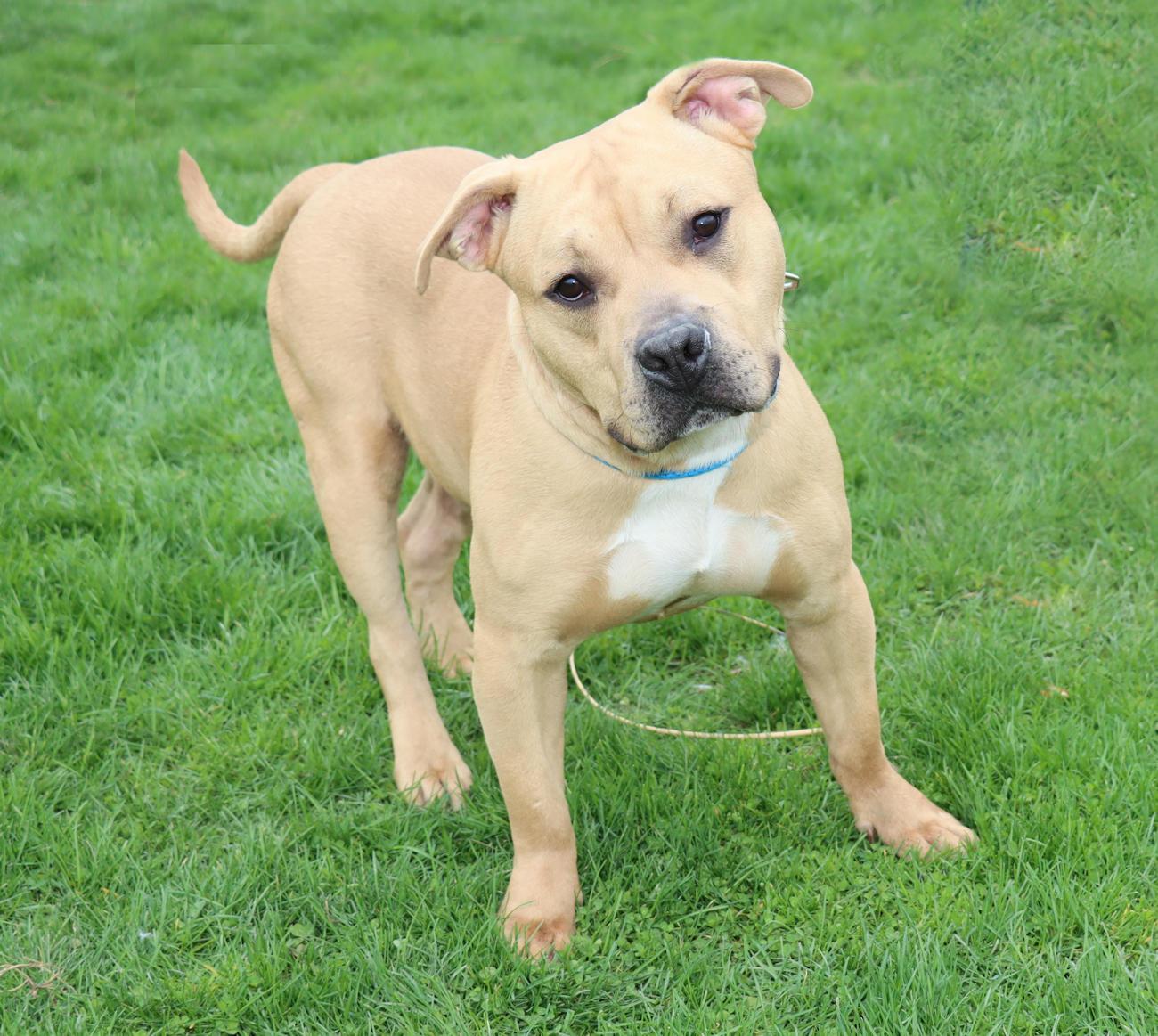 Enlarge Lord Ribeye III, a ADOPTABLE mixed breed in Euclid, OH image 6/6