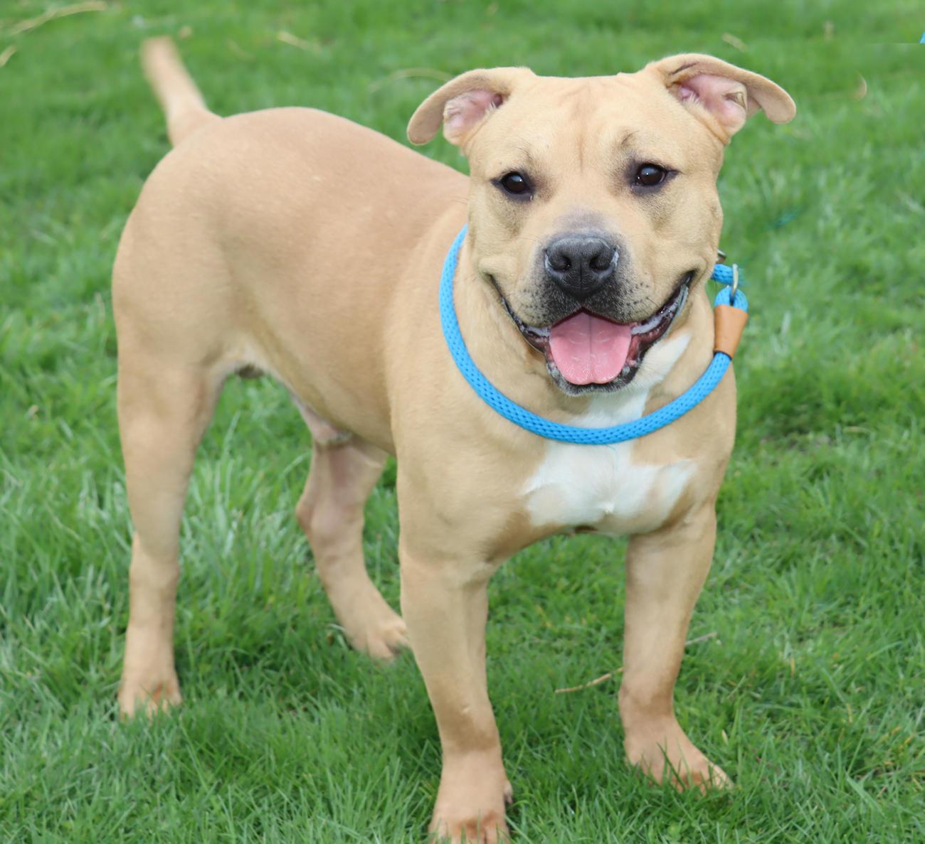 Enlarge Lord Ribeye III, a ADOPTABLE mixed breed in Euclid, OH image 5/6