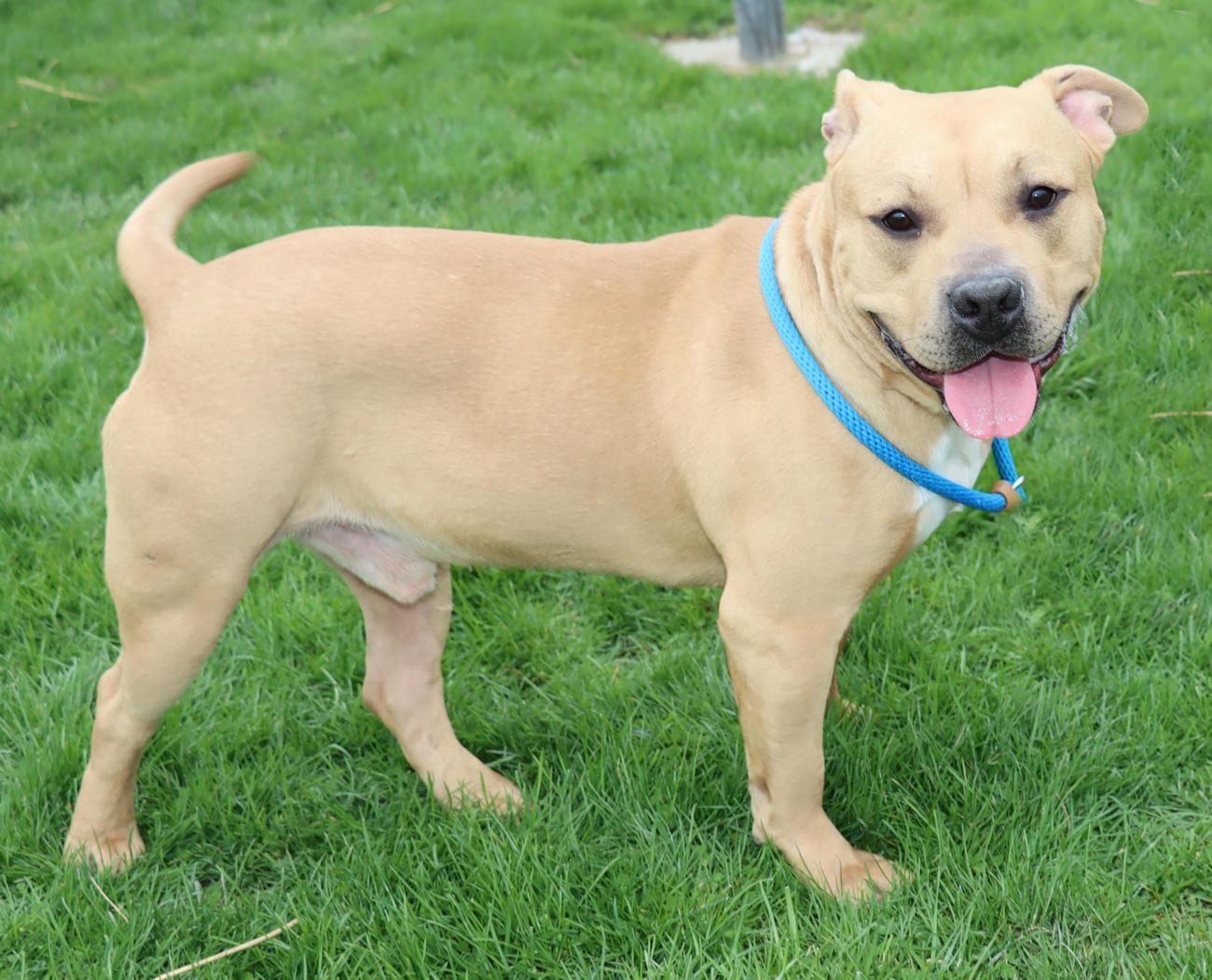 Enlarge Lord Ribeye III, a ADOPTABLE mixed breed in Euclid, OH image 4/6