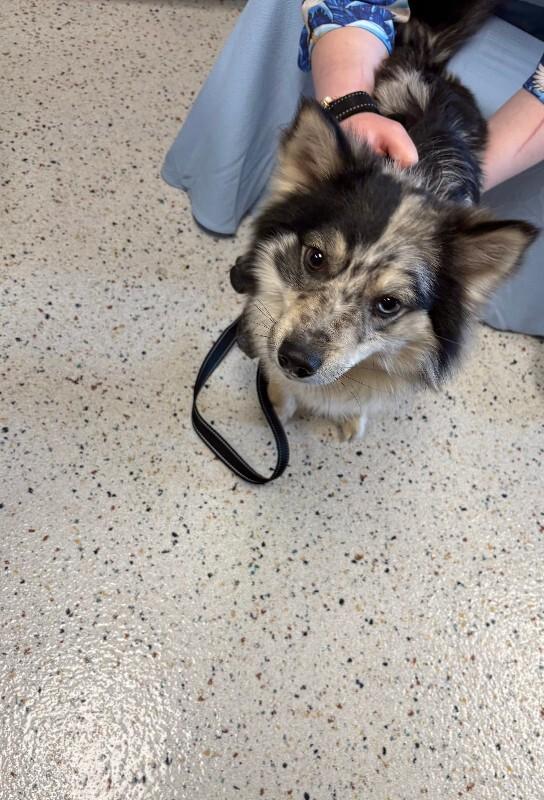 Bob, Adoptable, Adult Male American Eskimo Dog & Australian Shepherd.