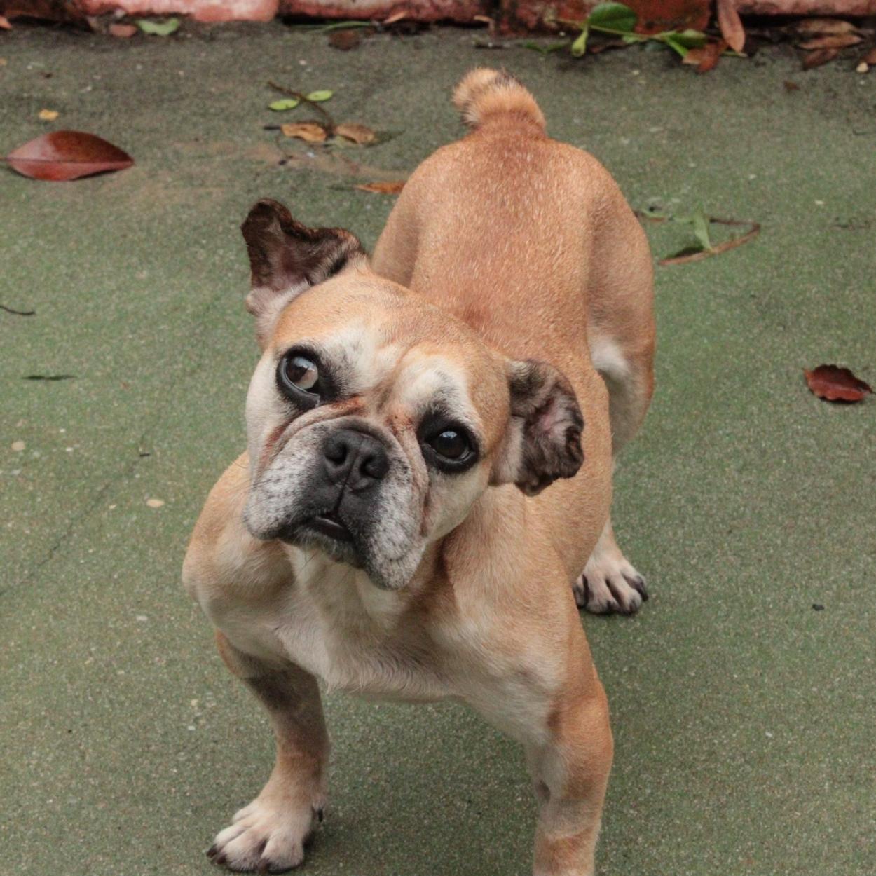 Enlarge Maddy, a Adoptable mixed breed in Jacksonville, FL image 6/6