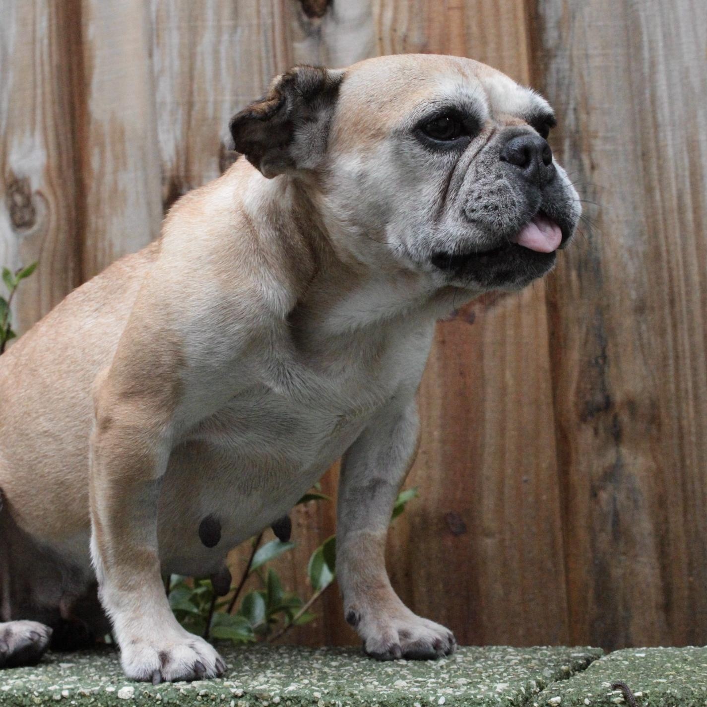 Enlarge Maddy, a Adoptable mixed breed in Jacksonville, FL image 1/6