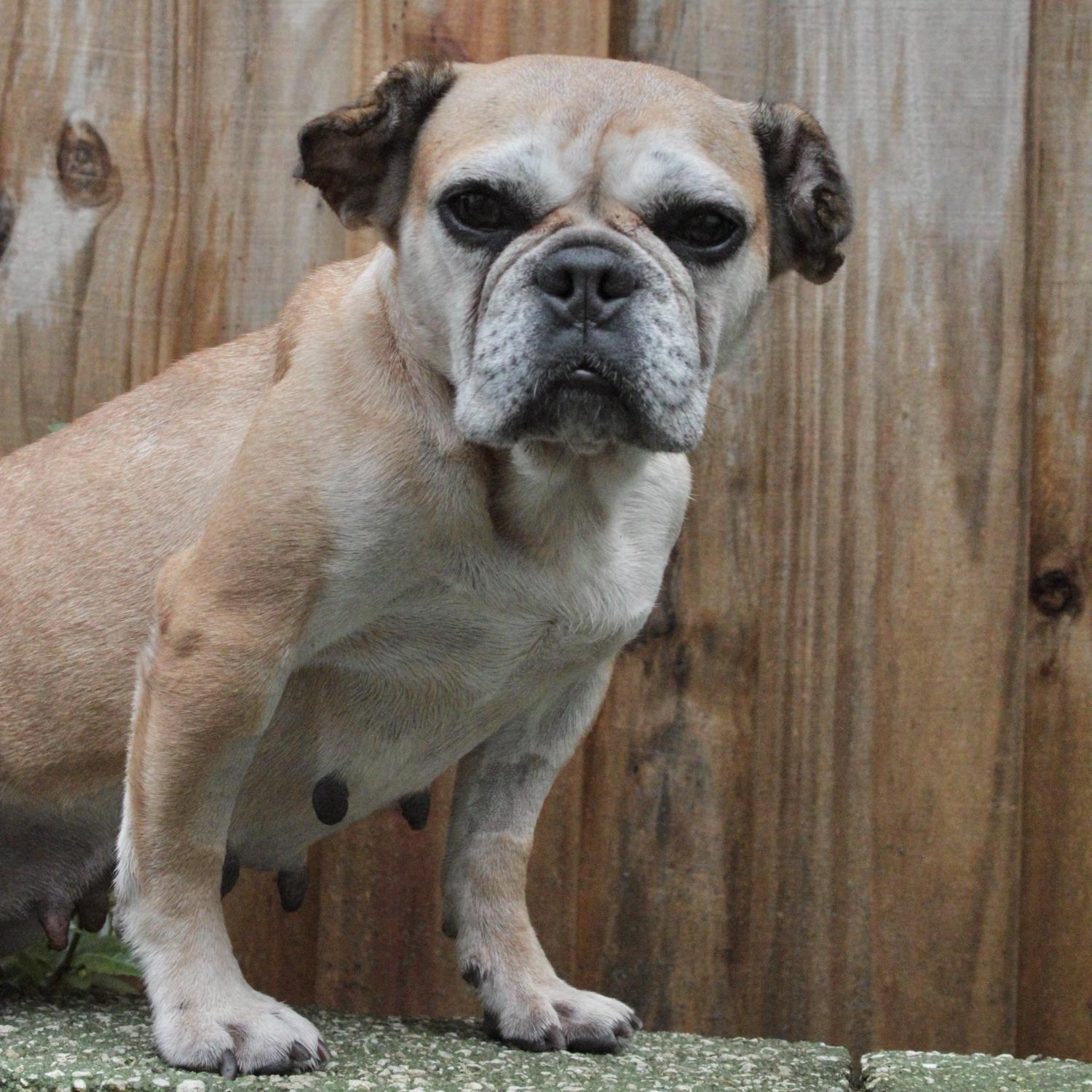 Enlarge Maddy, a Adoptable mixed breed in Jacksonville, FL image 3/6
