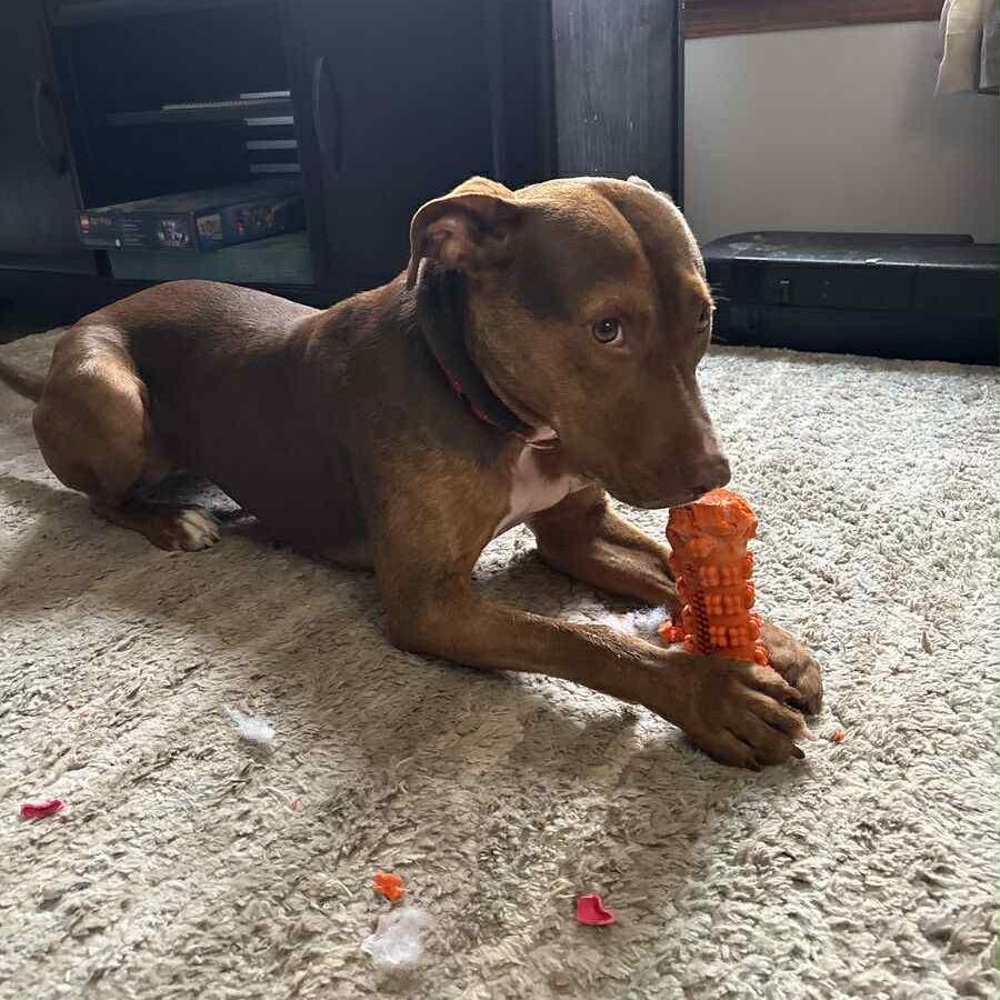 Ellison, Adoptable, Adult Male Pit Bull Terrier.