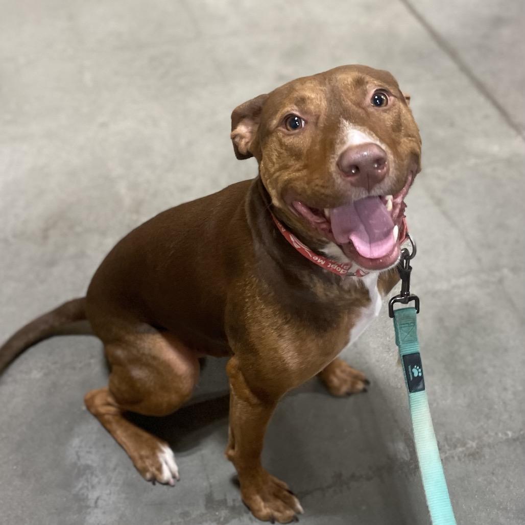 Ellison, a Adoptable Pit Bull Terrier in Peachtree City, GA image 3/6