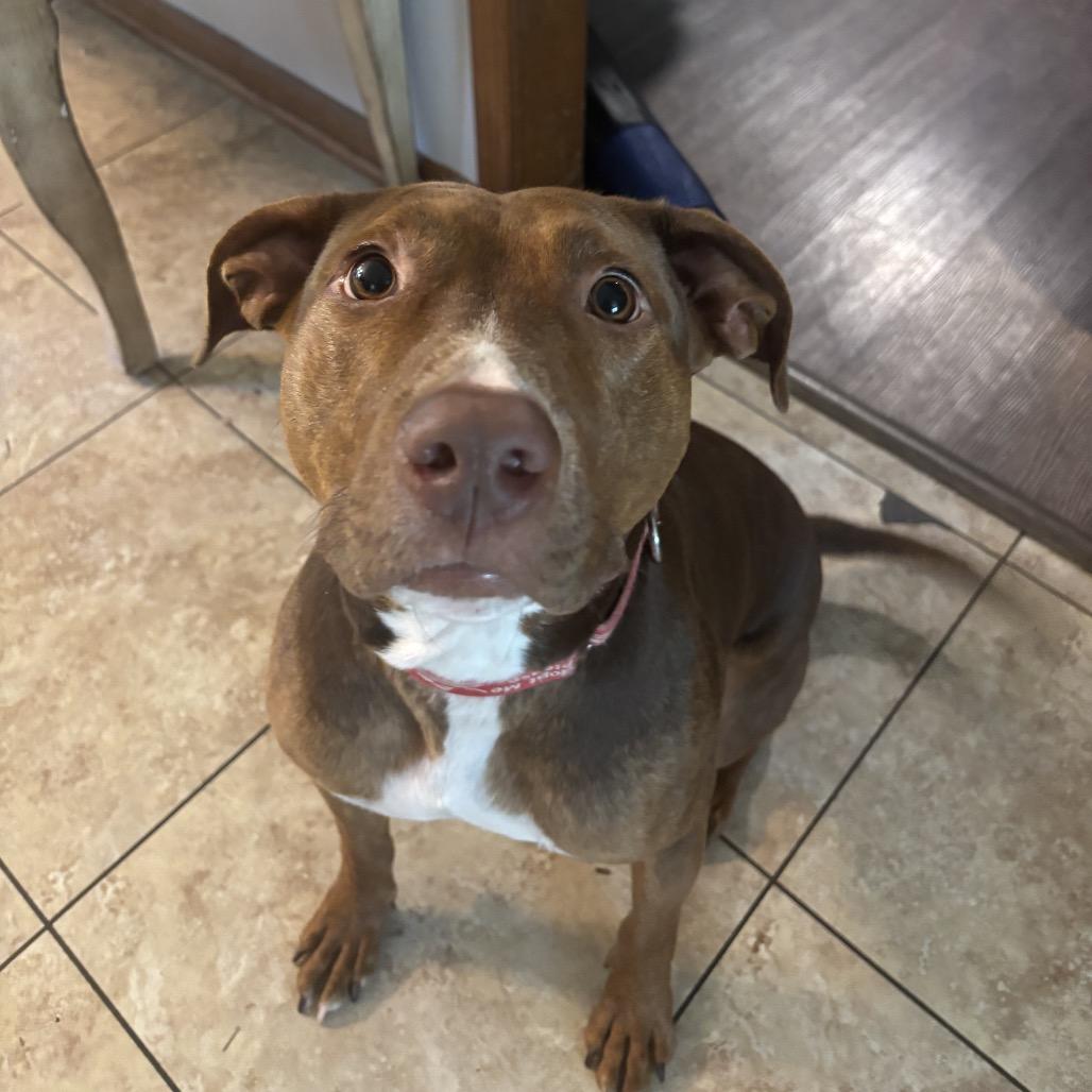 Ellison, a Adoptable Pit Bull Terrier in Peachtree City, GA image 4/6