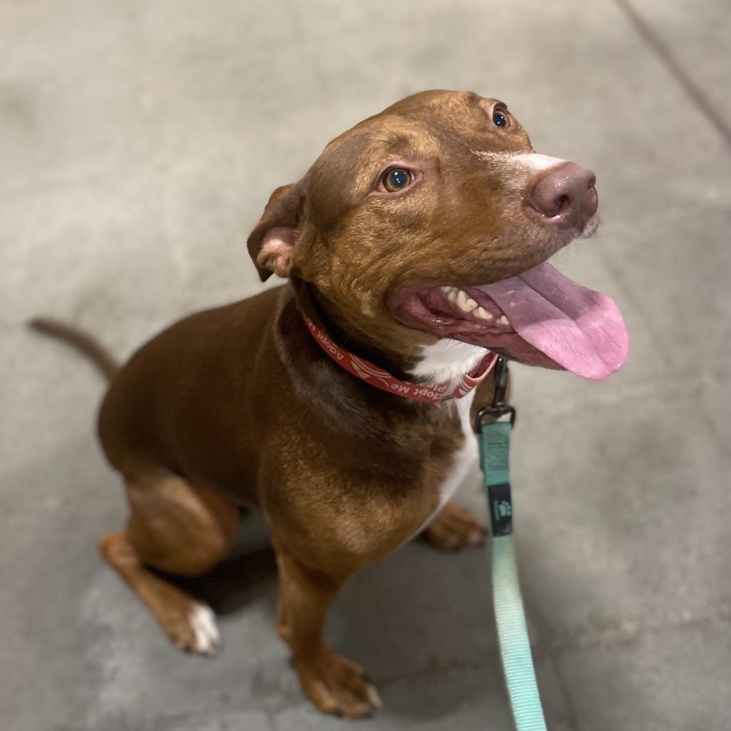 Ellison, a Adoptable Pit Bull Terrier in Peachtree City, GA image 5/6