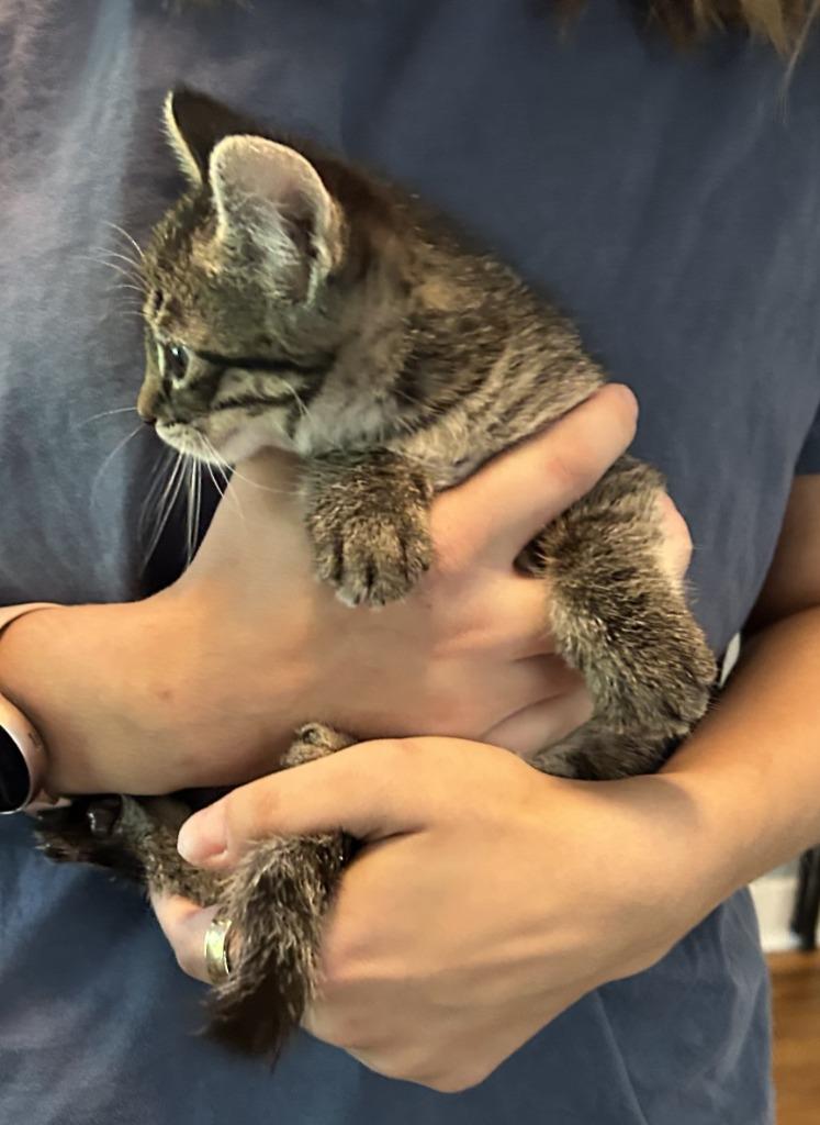Rocky, Adoptable, Young Male Domestic Short Hair.