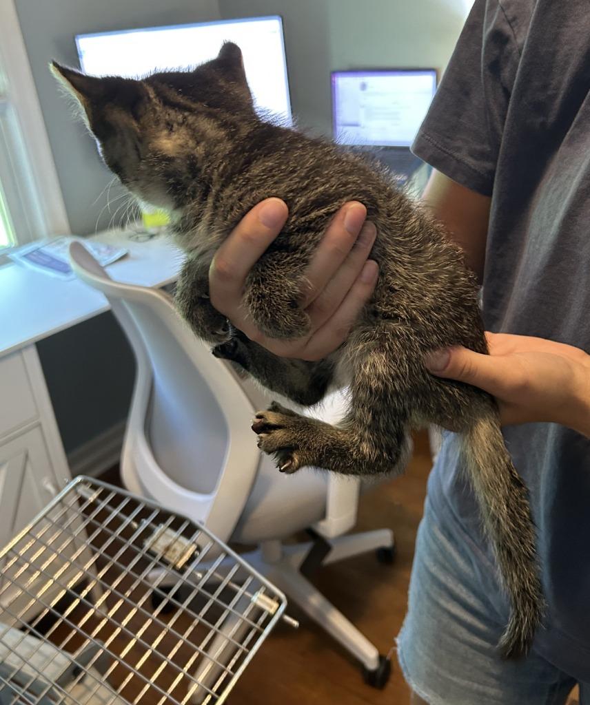 Enlarge Rocky, a Adoptable mixed breed in Owatonna, MN image 3/6