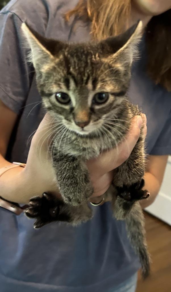 Enlarge Rocky, a Adoptable mixed breed in Owatonna, MN image 4/6