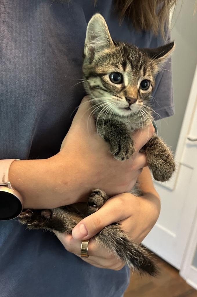 Enlarge Rocky, a Adoptable mixed breed in Owatonna, MN image 6/6