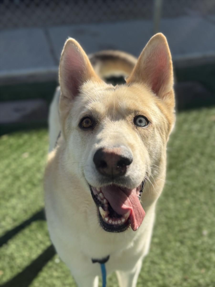 LINCOLN, Adoptable, Adult Male German Shepherd Dog.